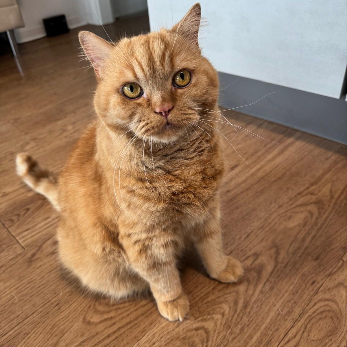 Sammy