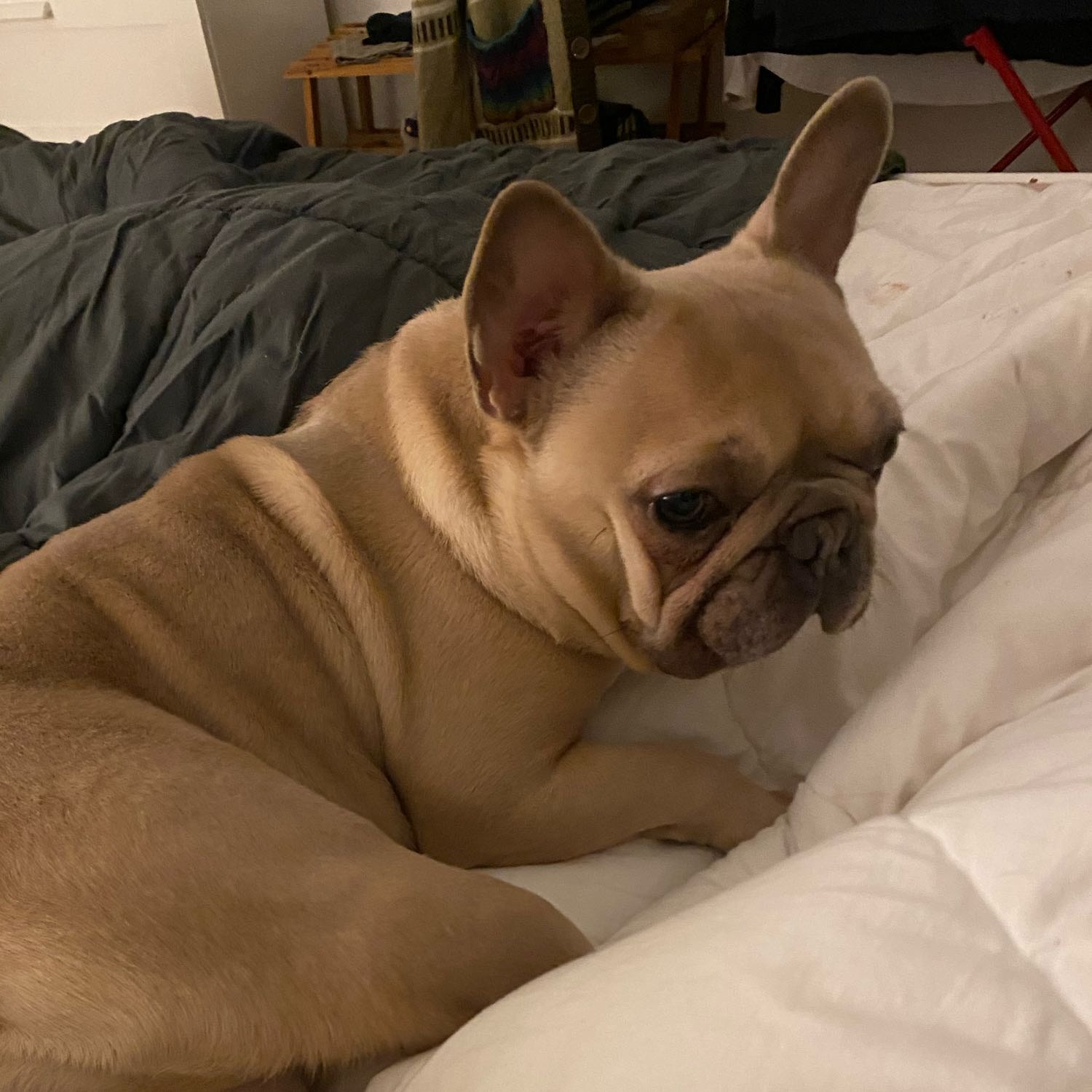 Rosie 