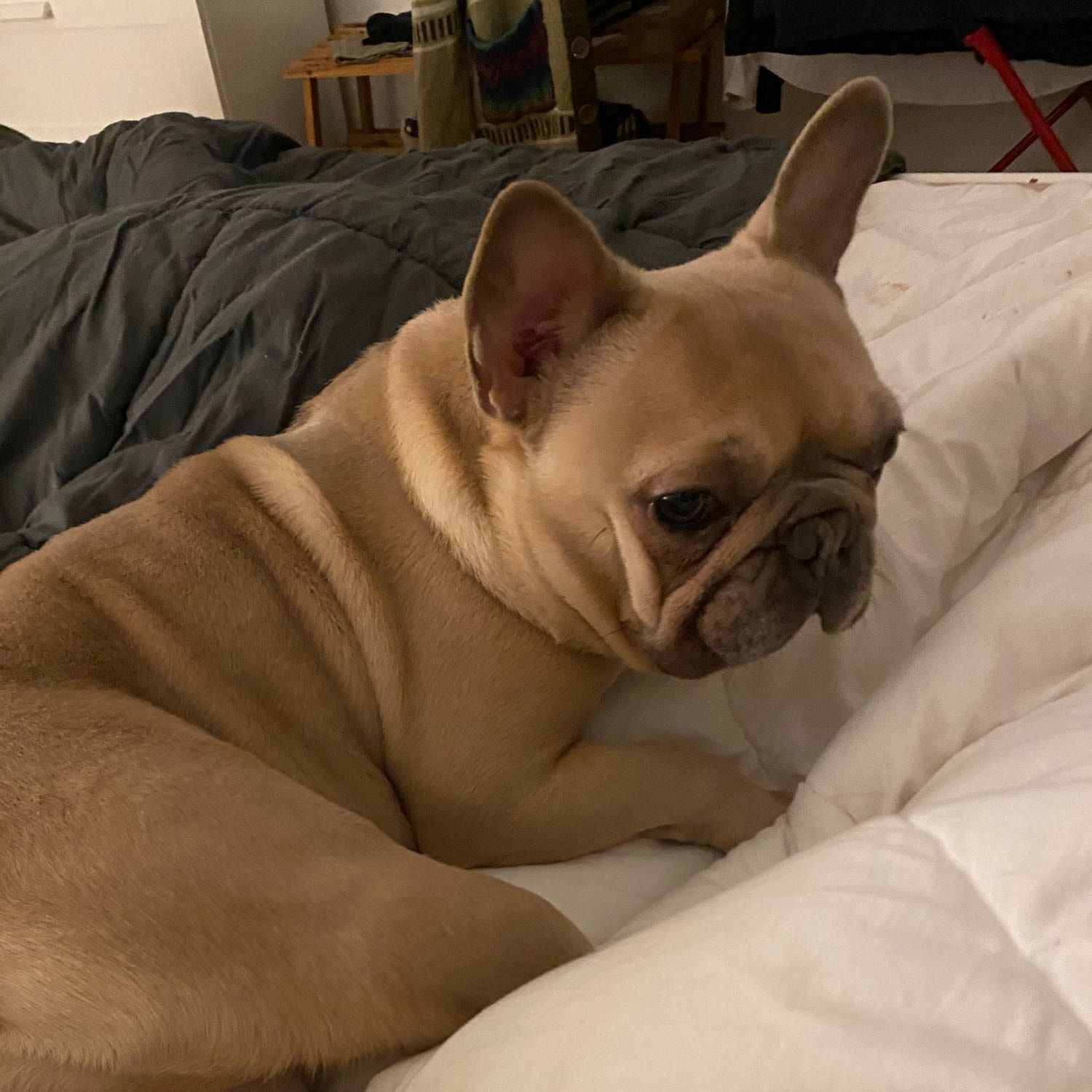 Rosie