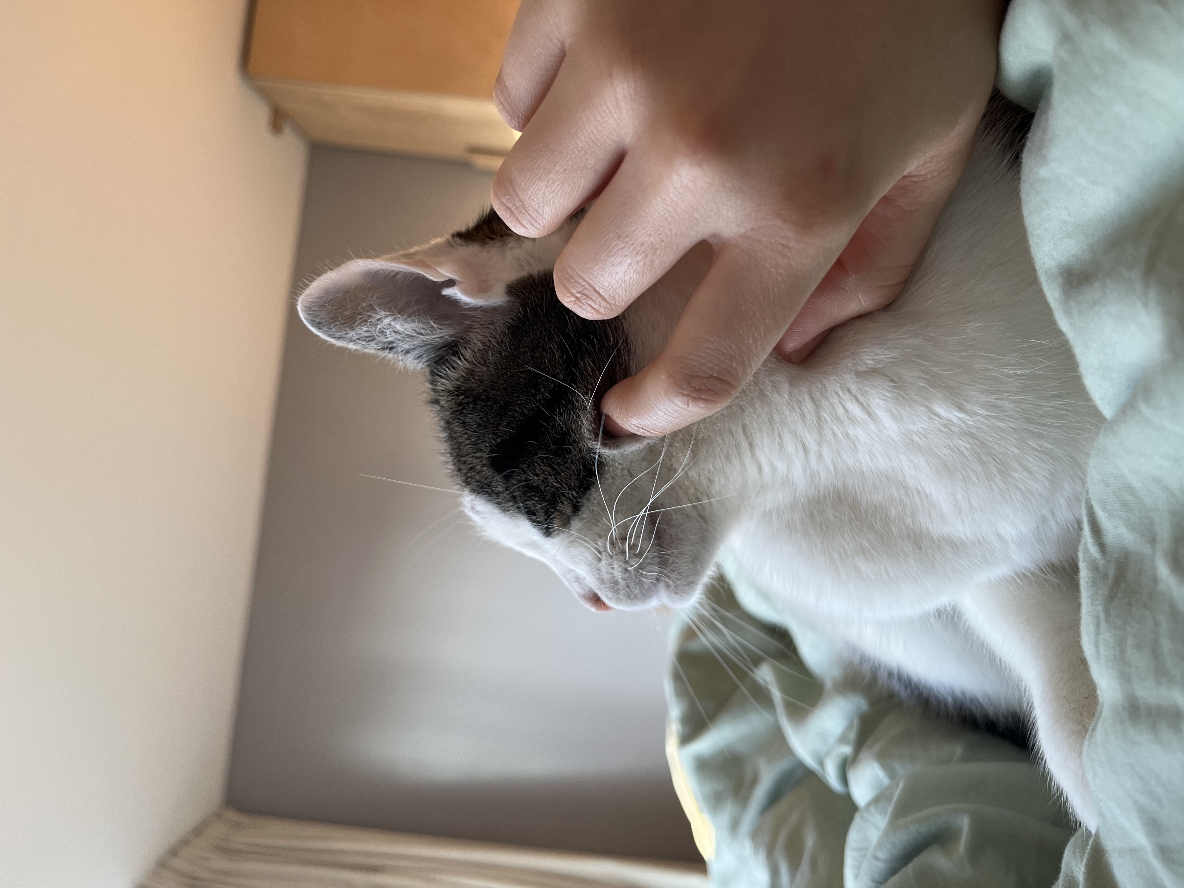 image-7