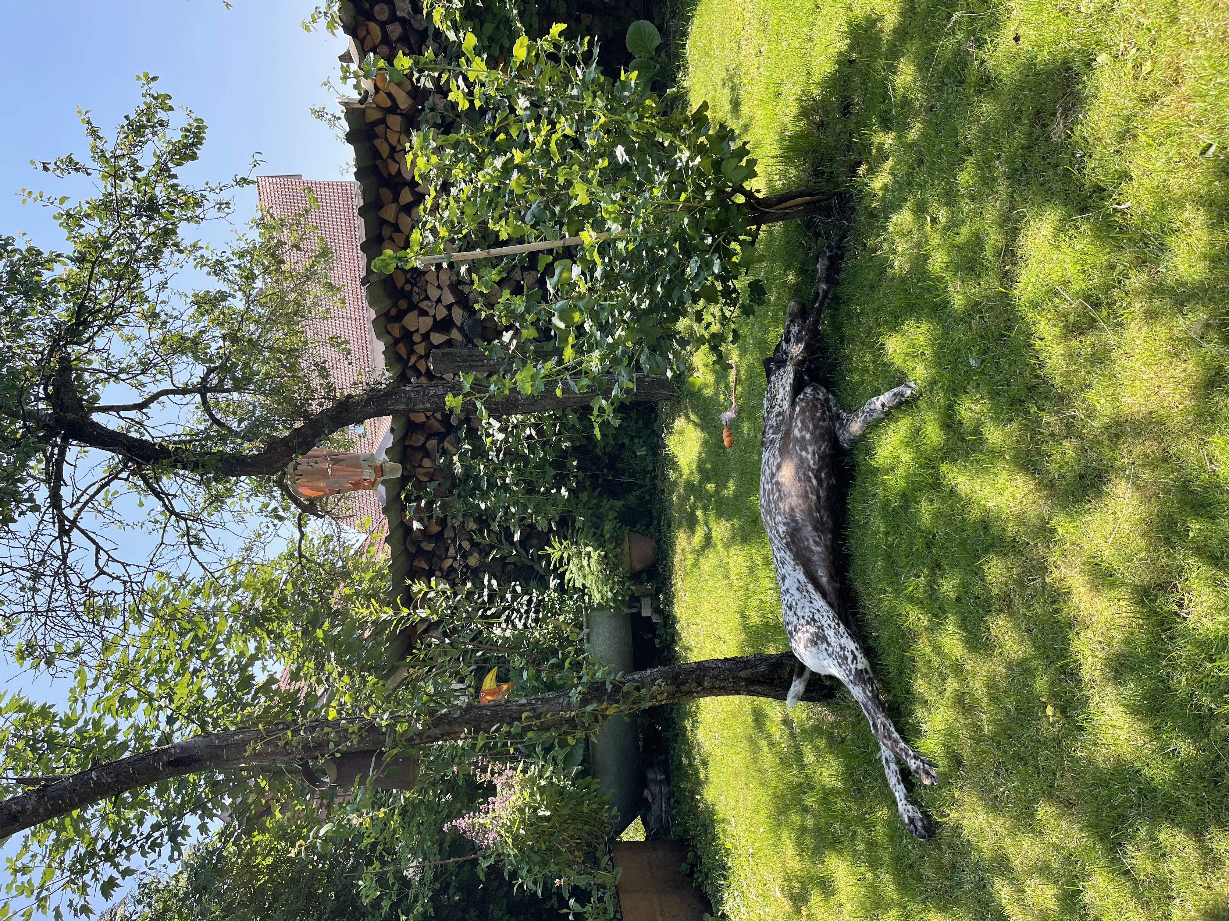 image-17
