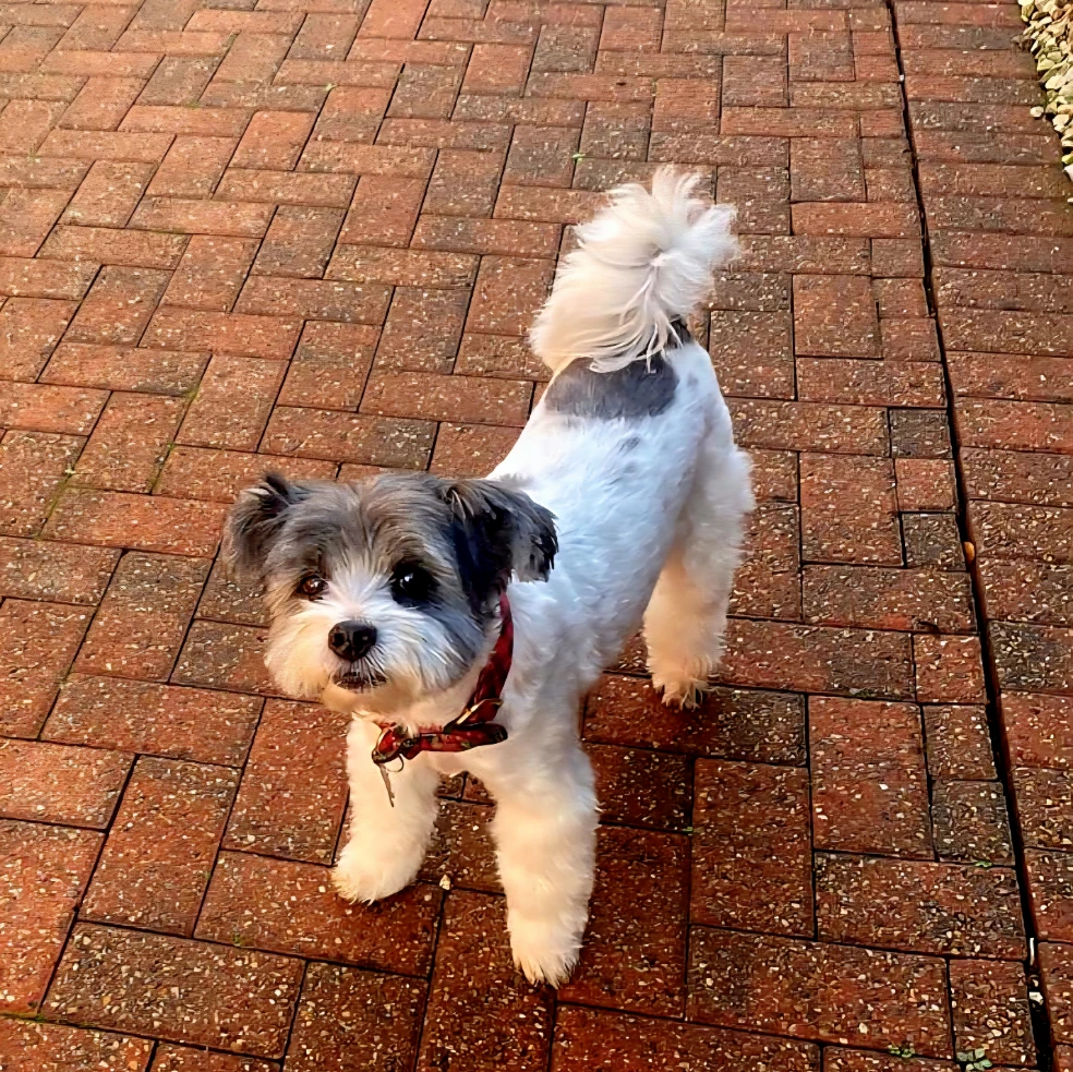 Teddy