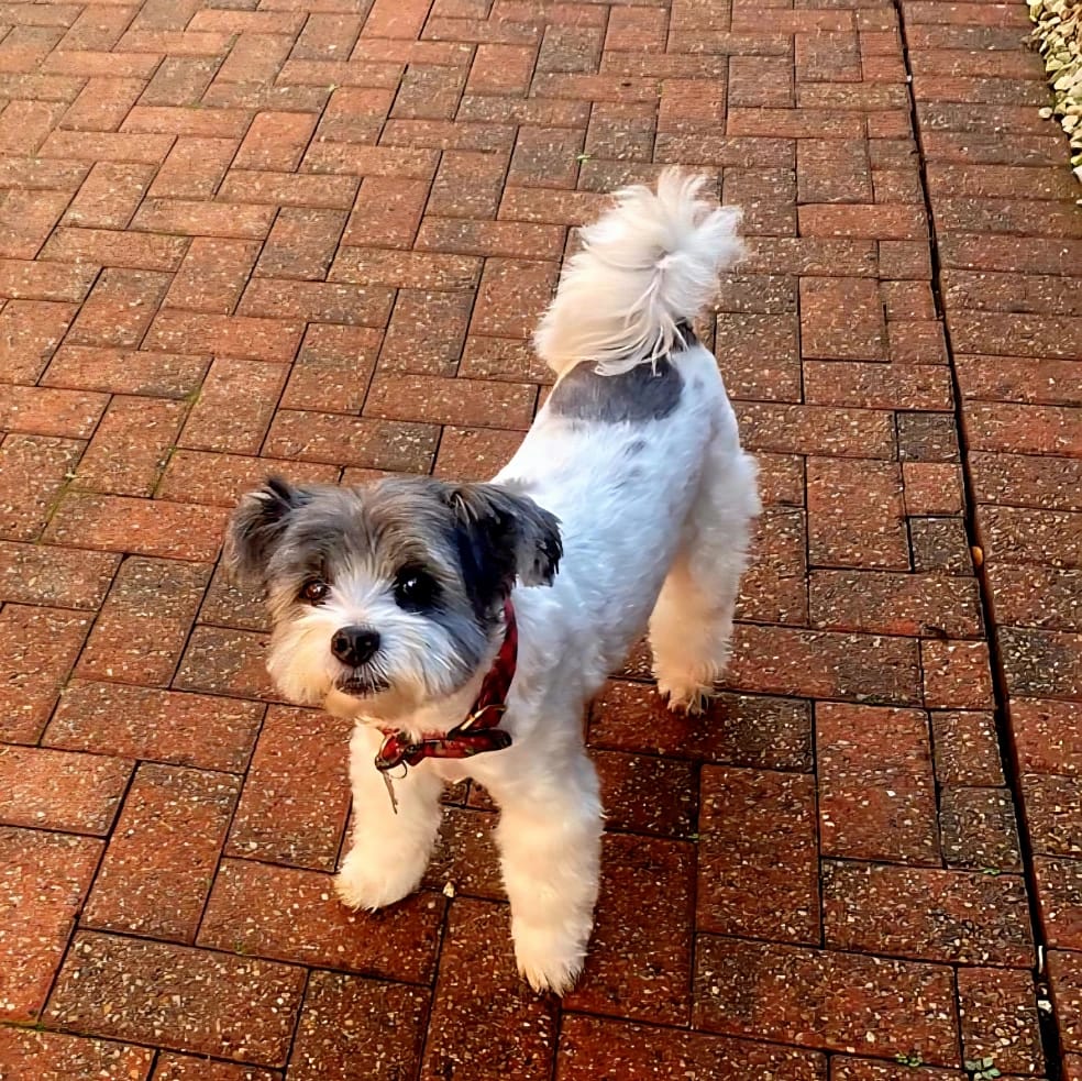 Teddy