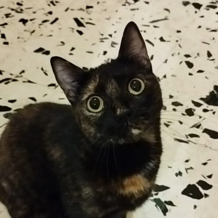 Iris