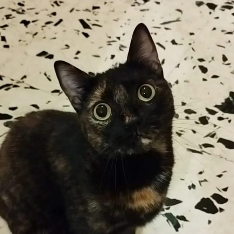 Iris