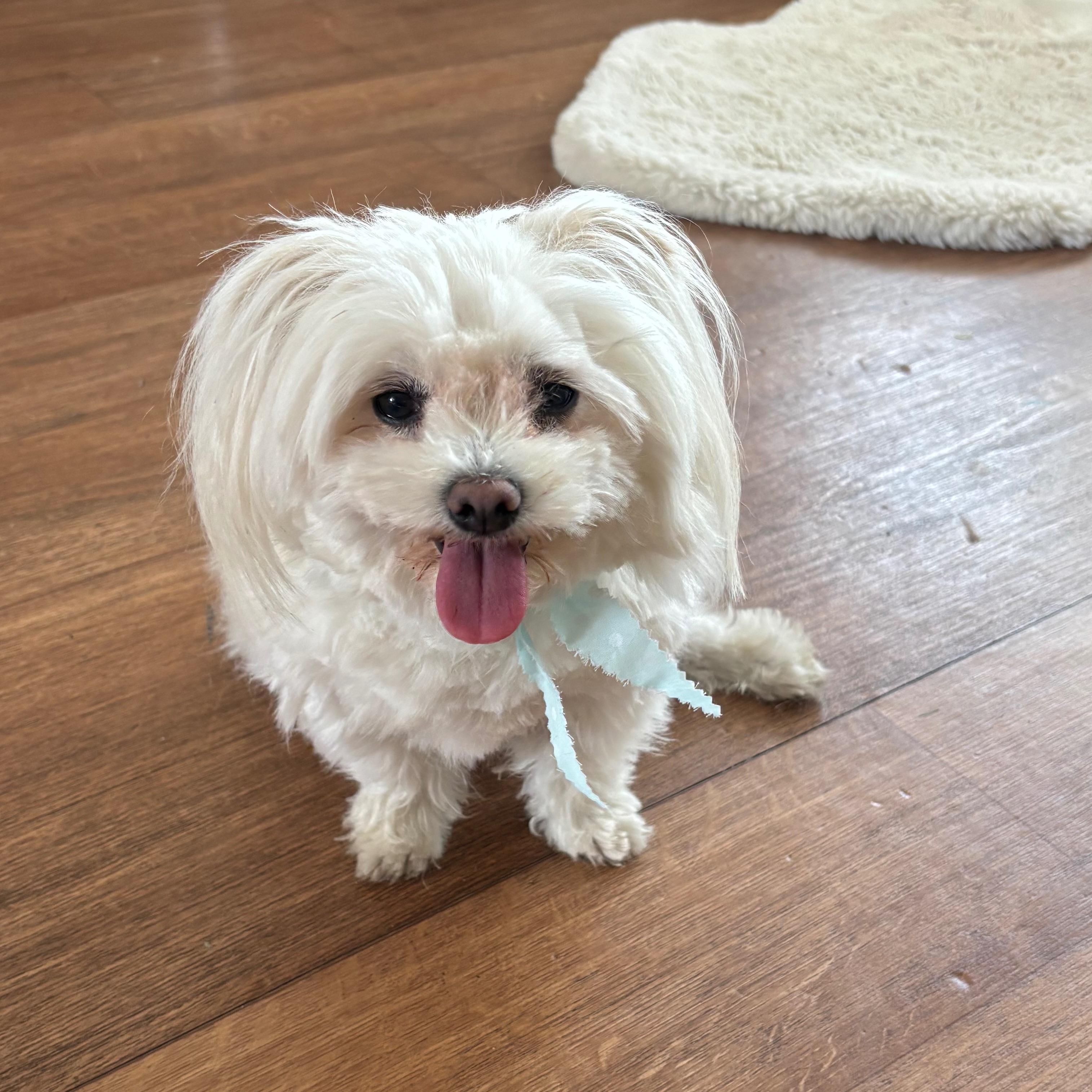 Poppy
