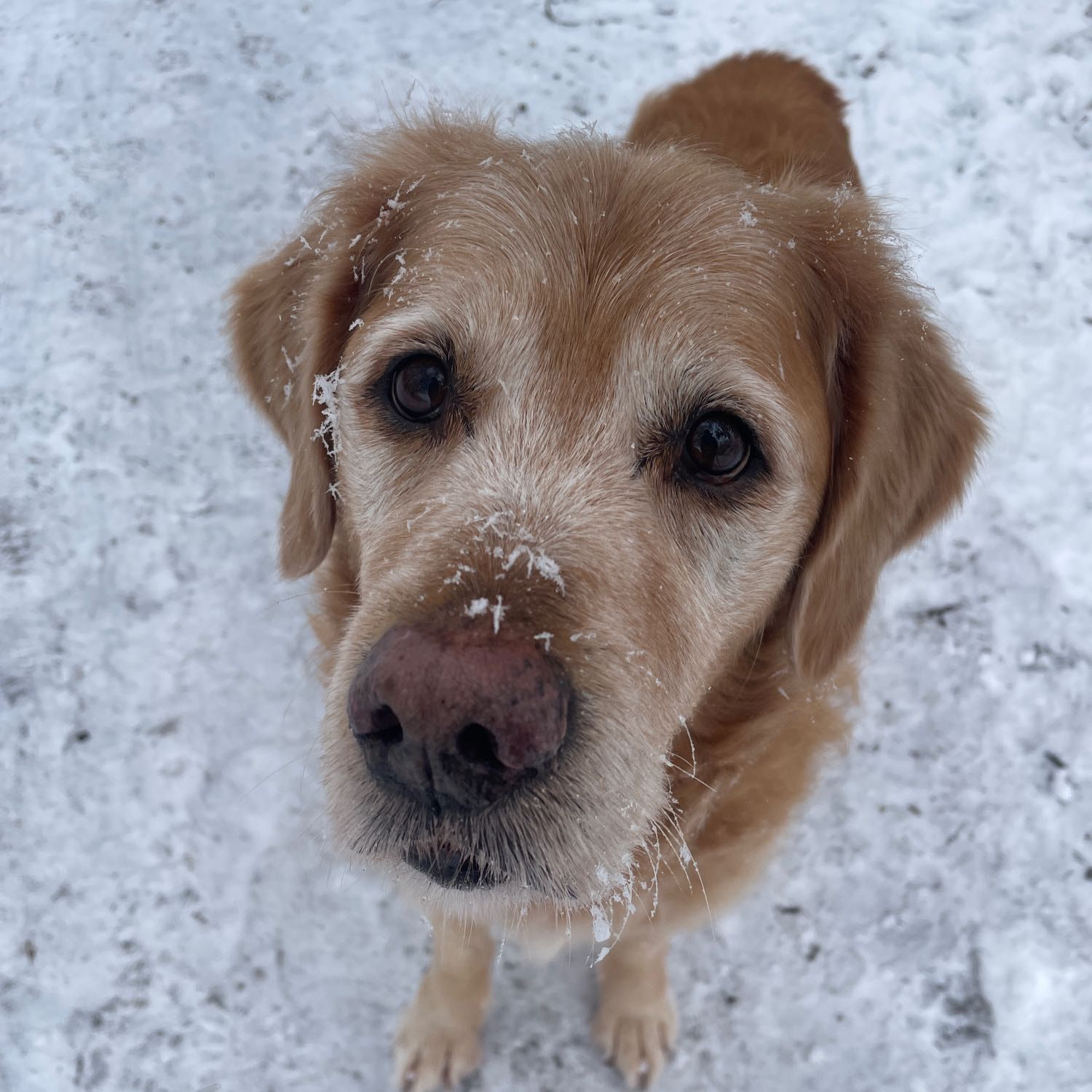 Sammy