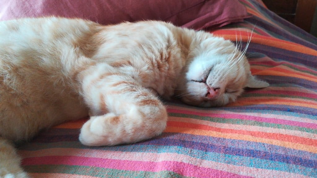 Ginger
