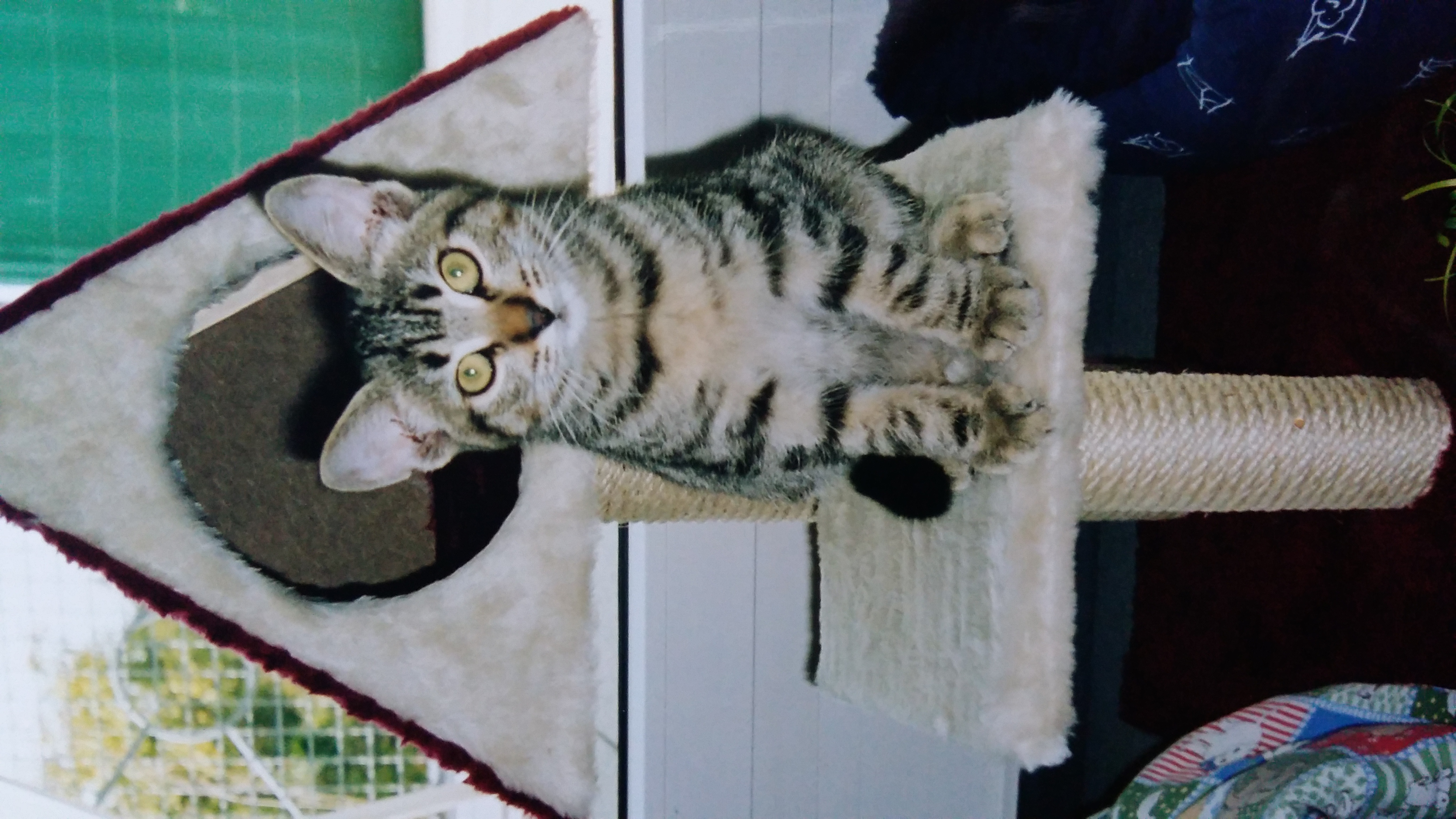 image-11