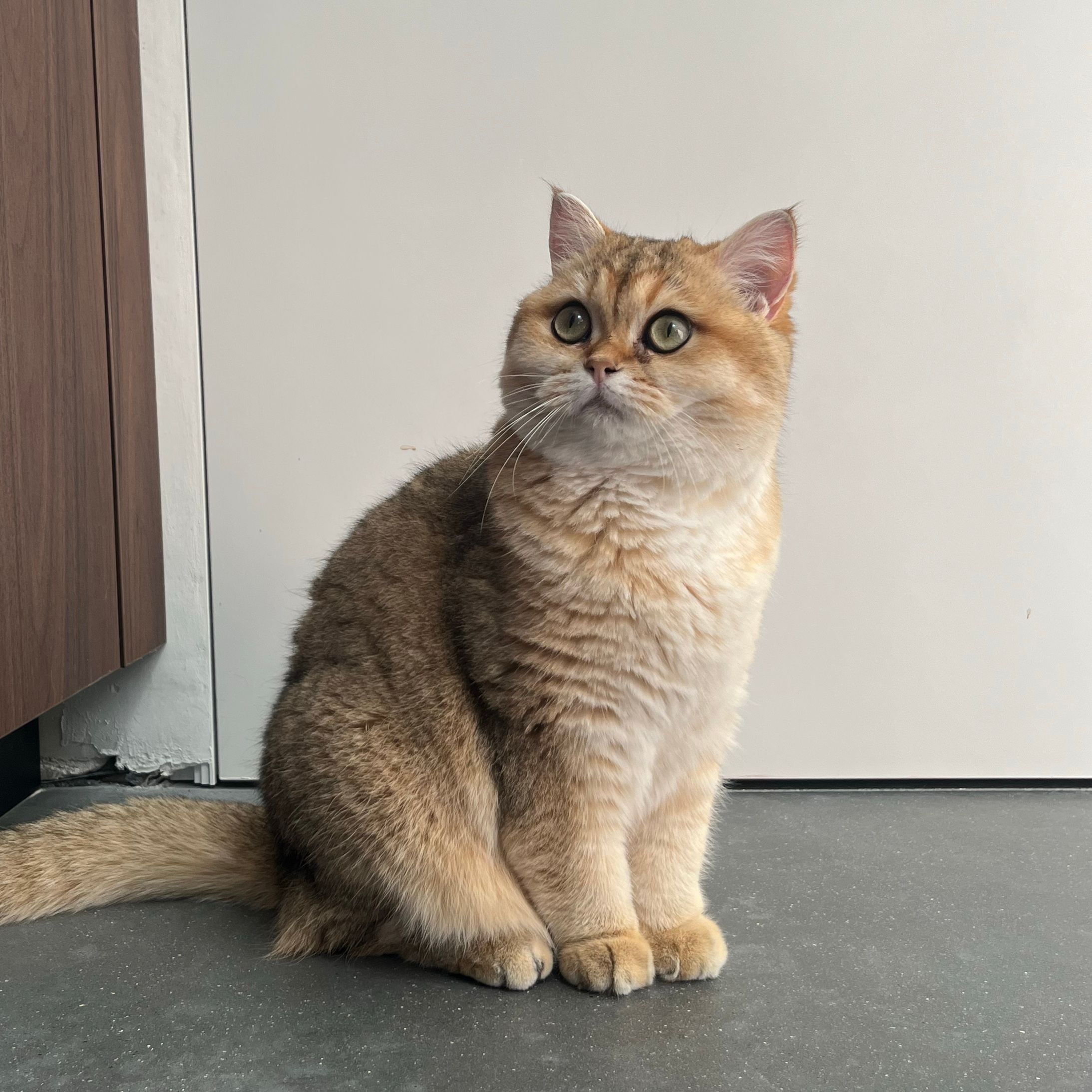 Juliette