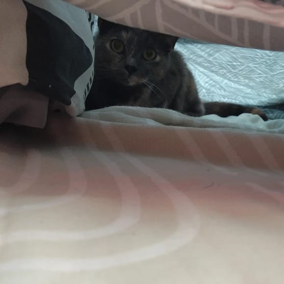 Lilie