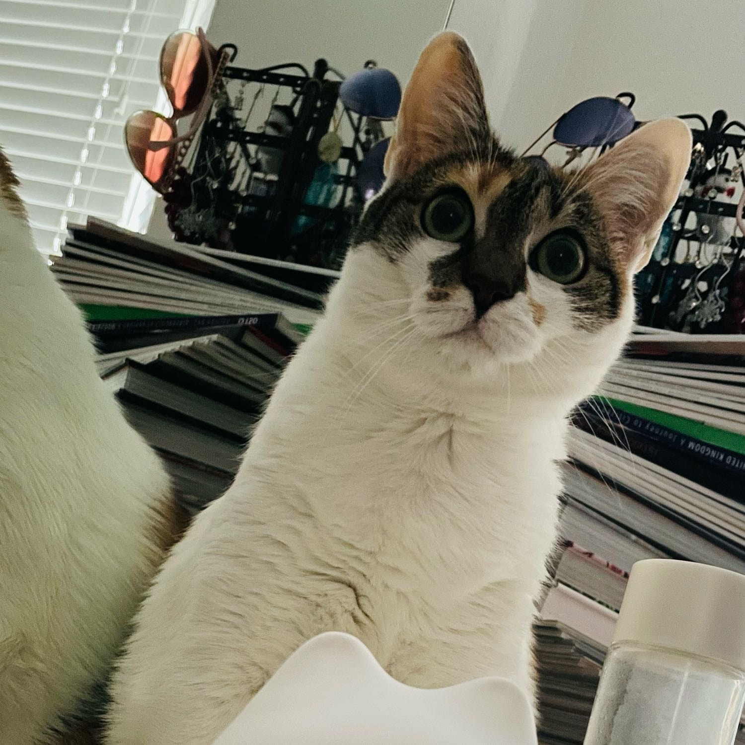 Maya 