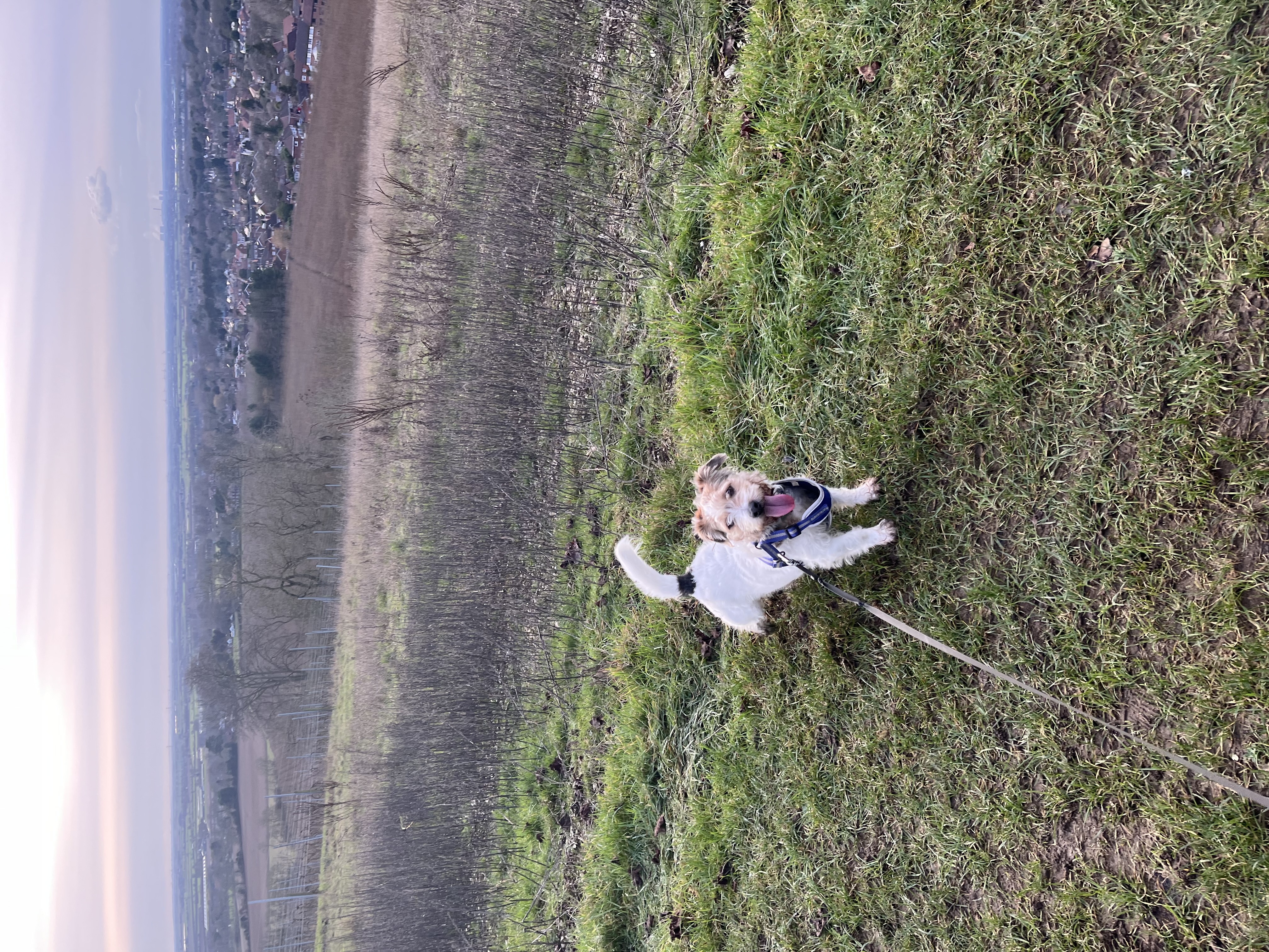 image-1