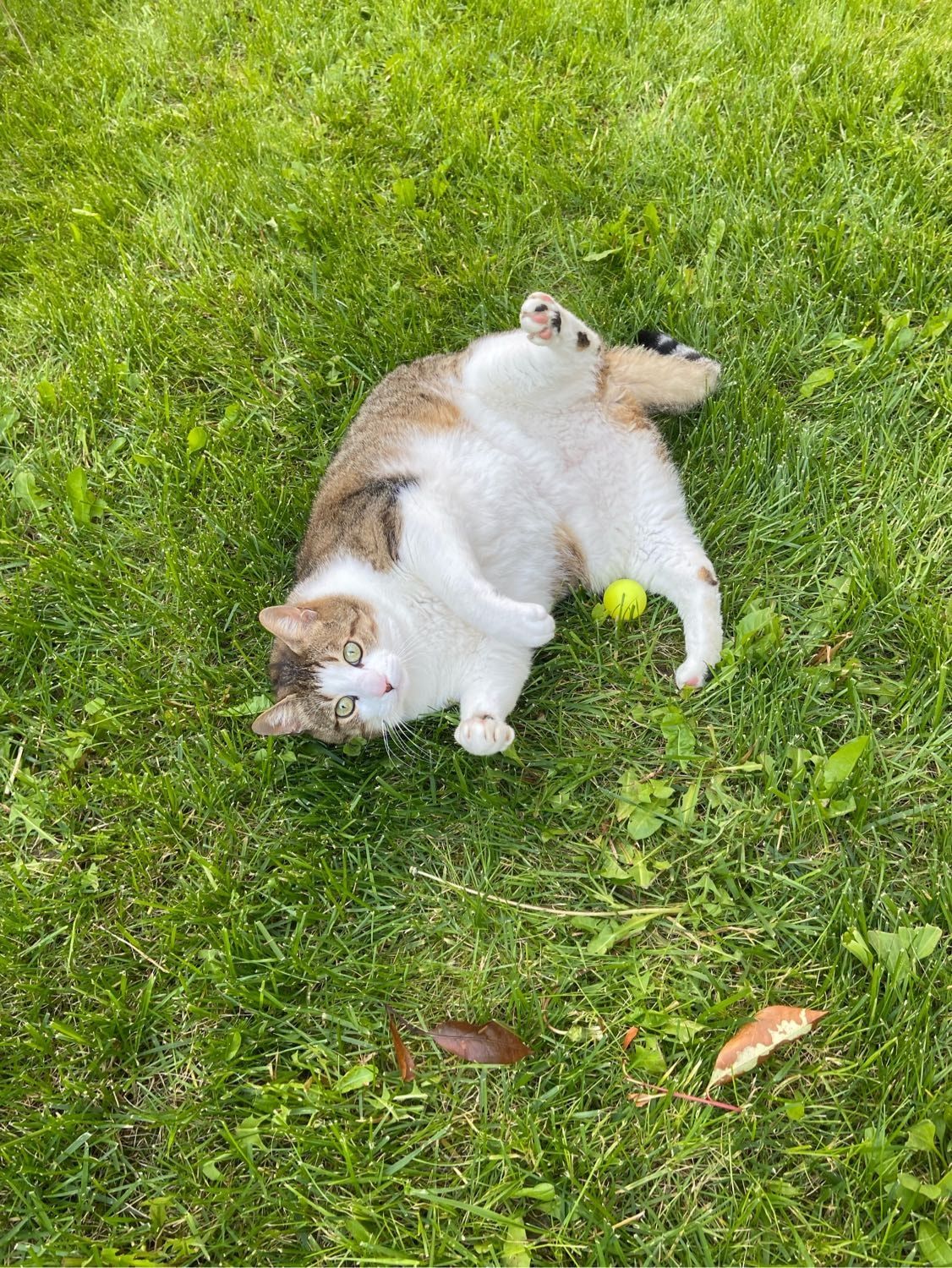image-11
