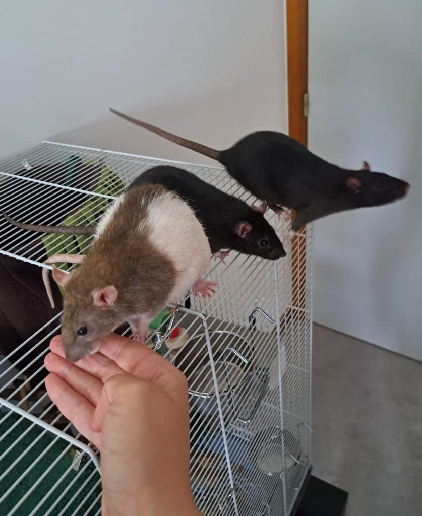 image-4