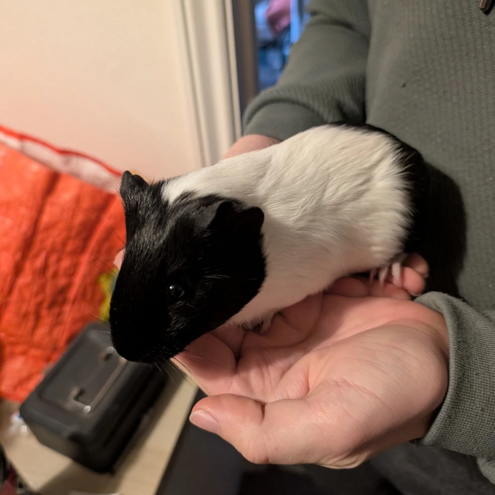 Basil