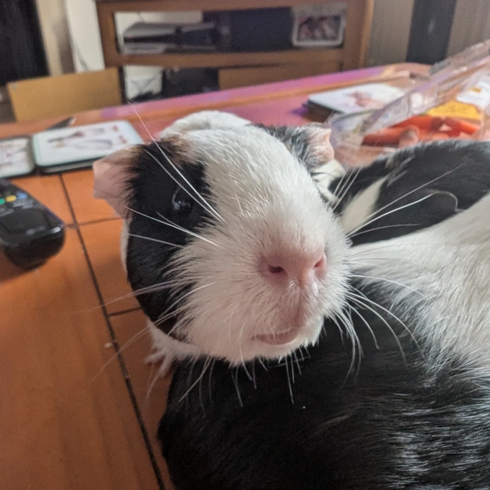 Clove