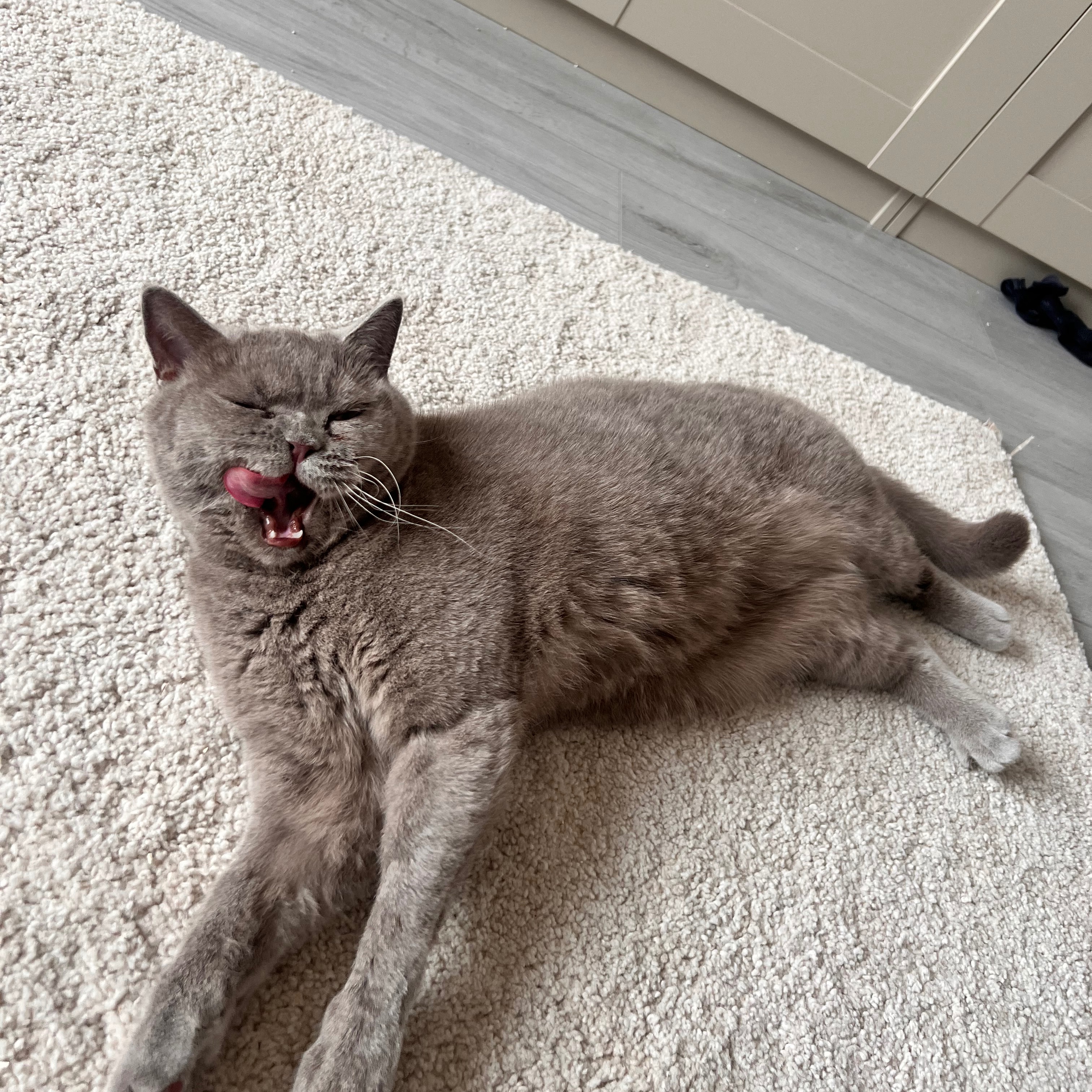 Cleo 