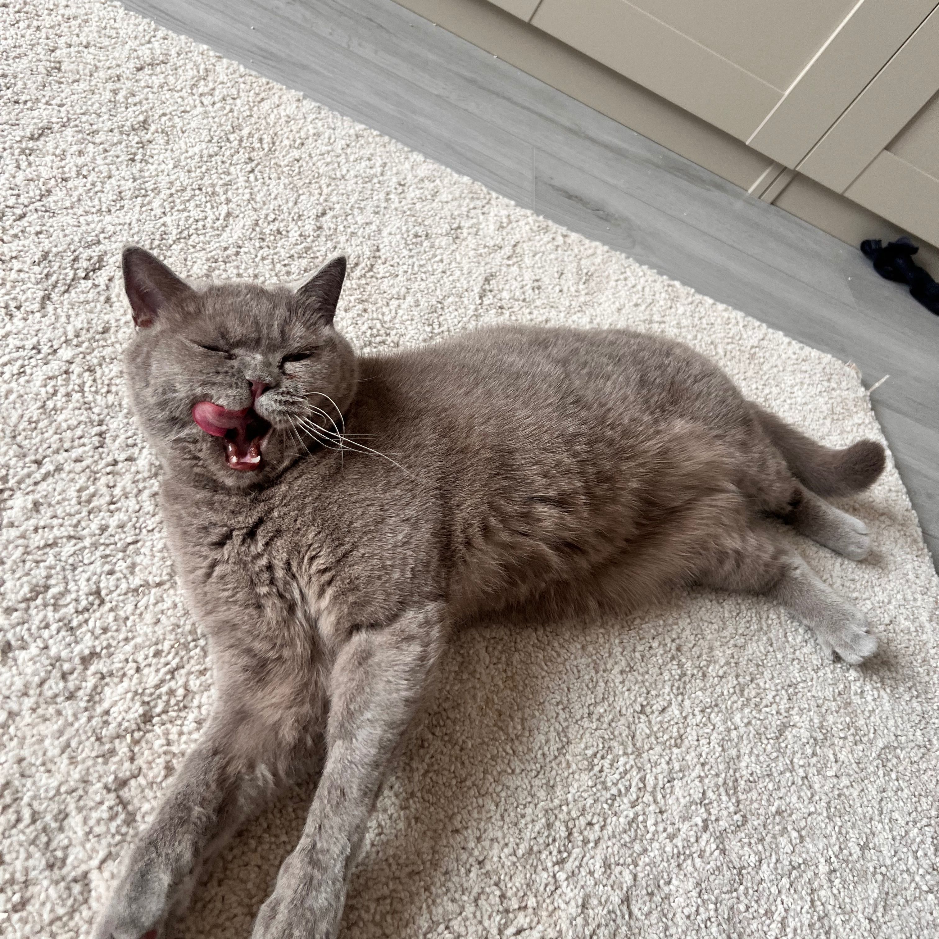 Cleo