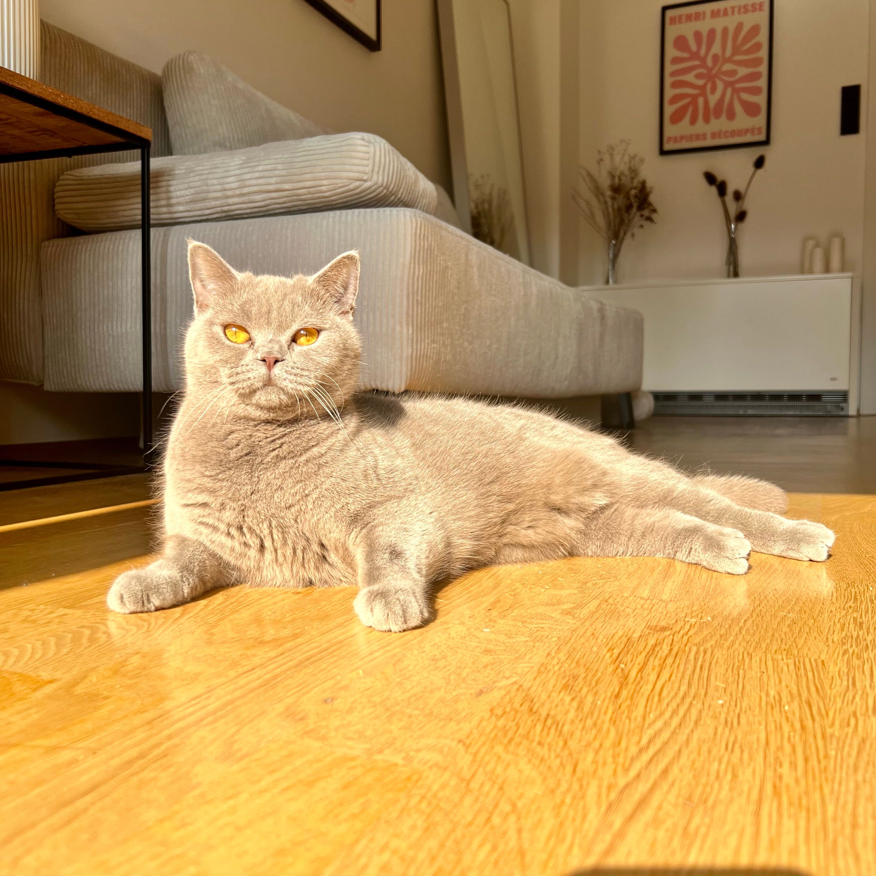 Cleo