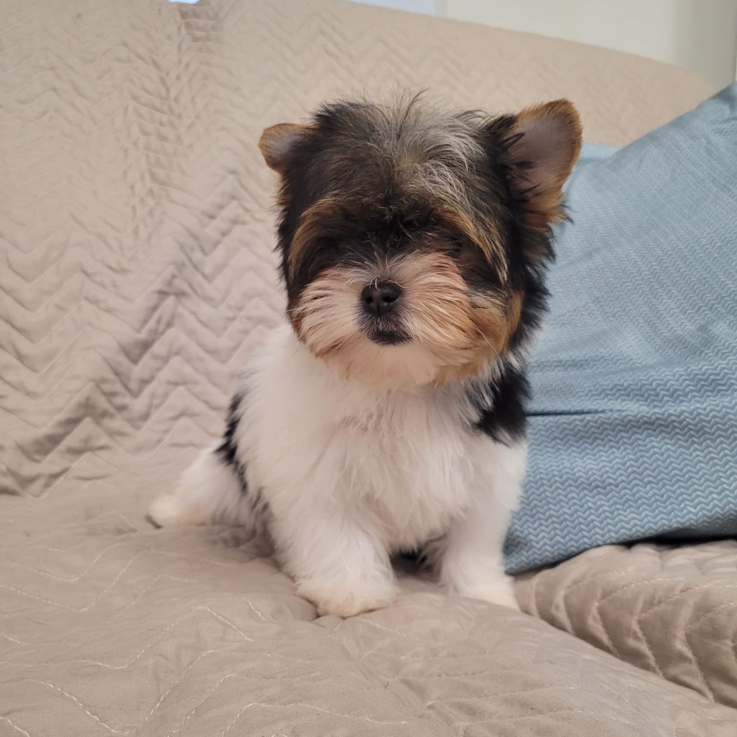 Mia