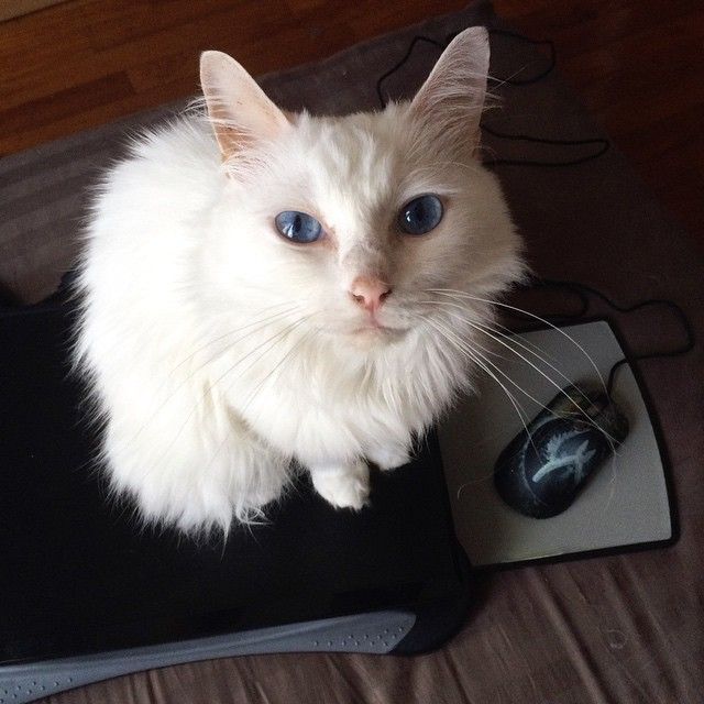 This (Fluffy)