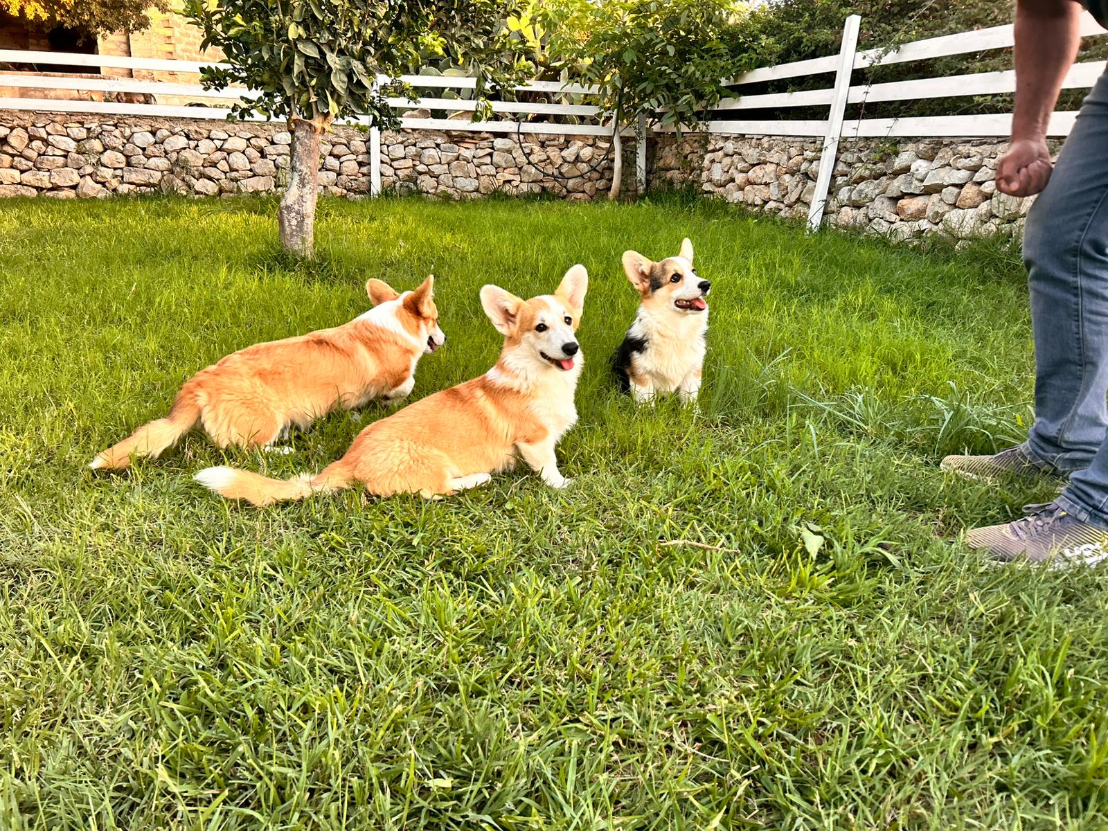 image-17
