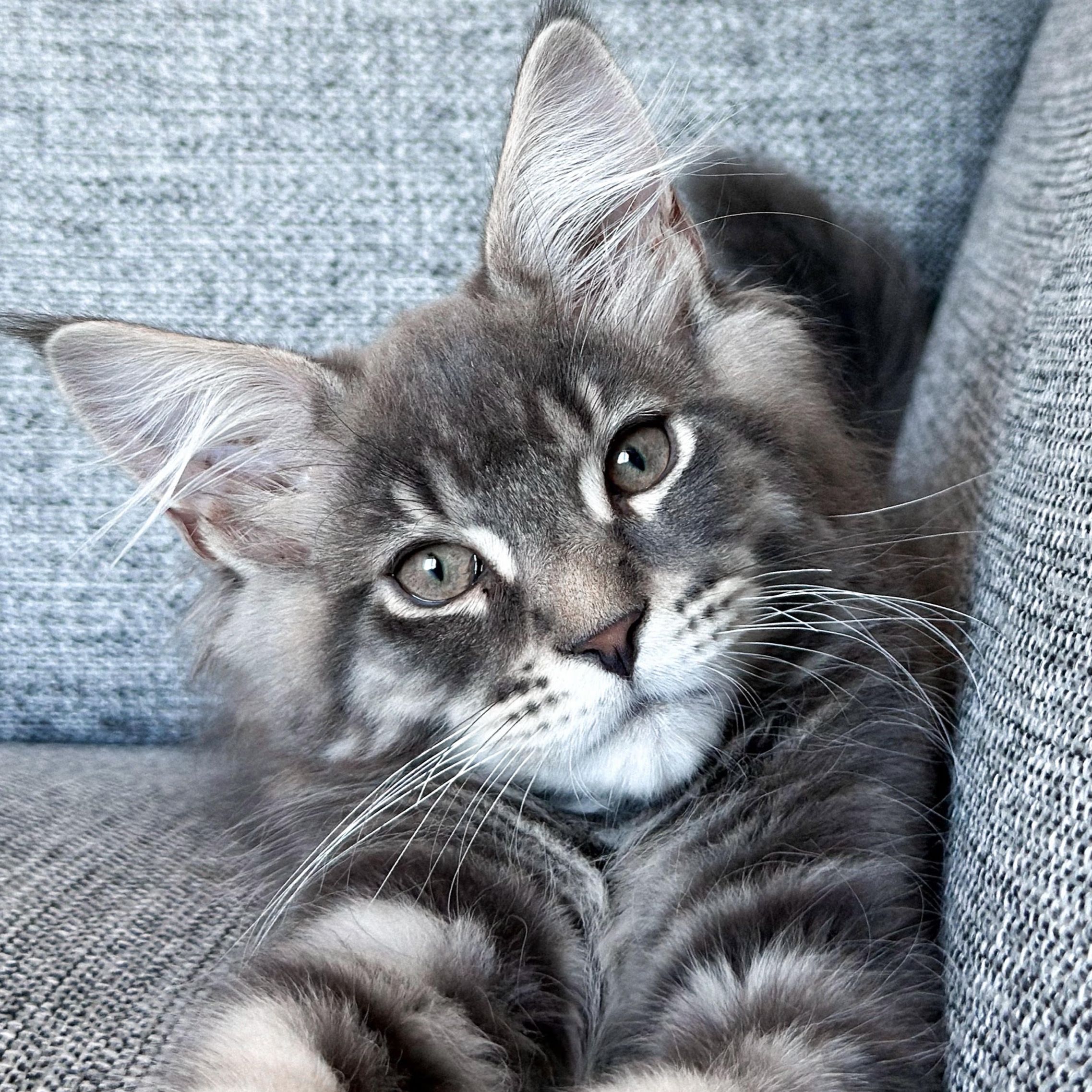 Frodo