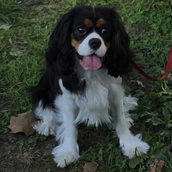 Lilla