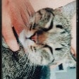 Cuca