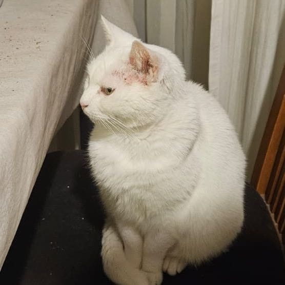 Moestie