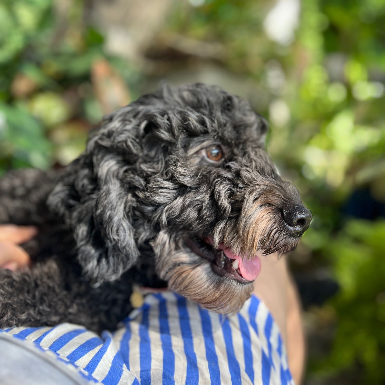Milo