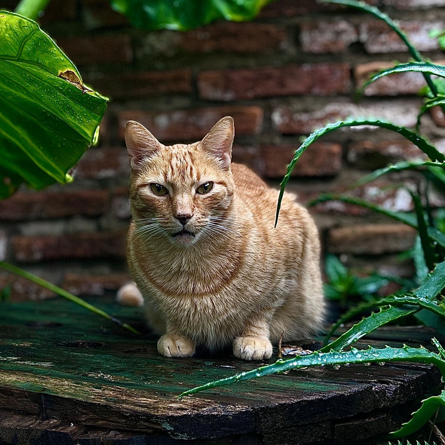 Simba