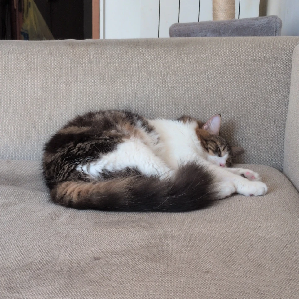 Mijito