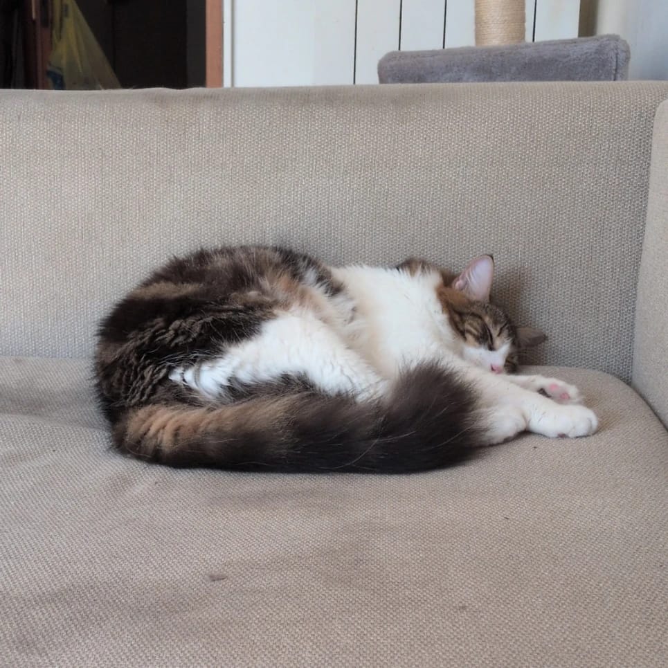 Mijito