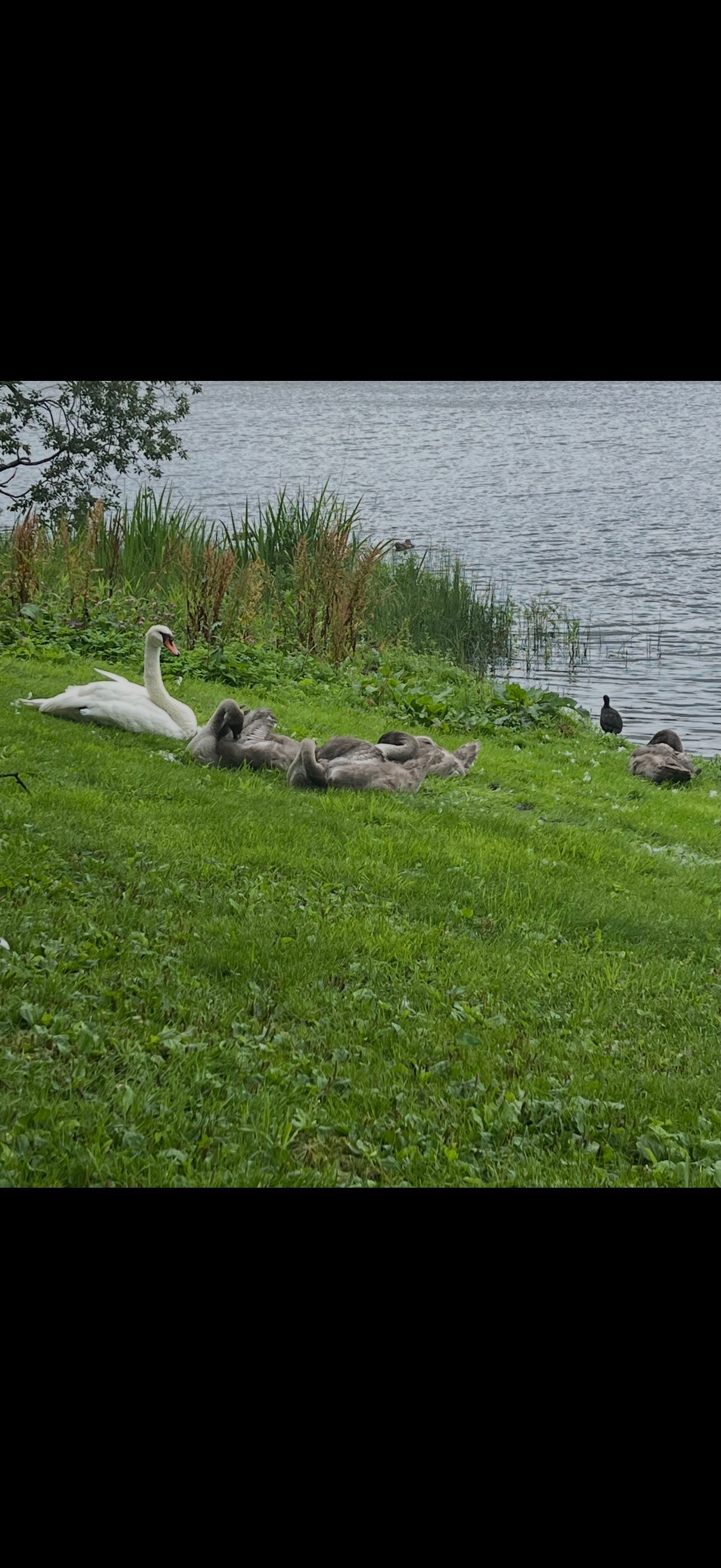 image-17