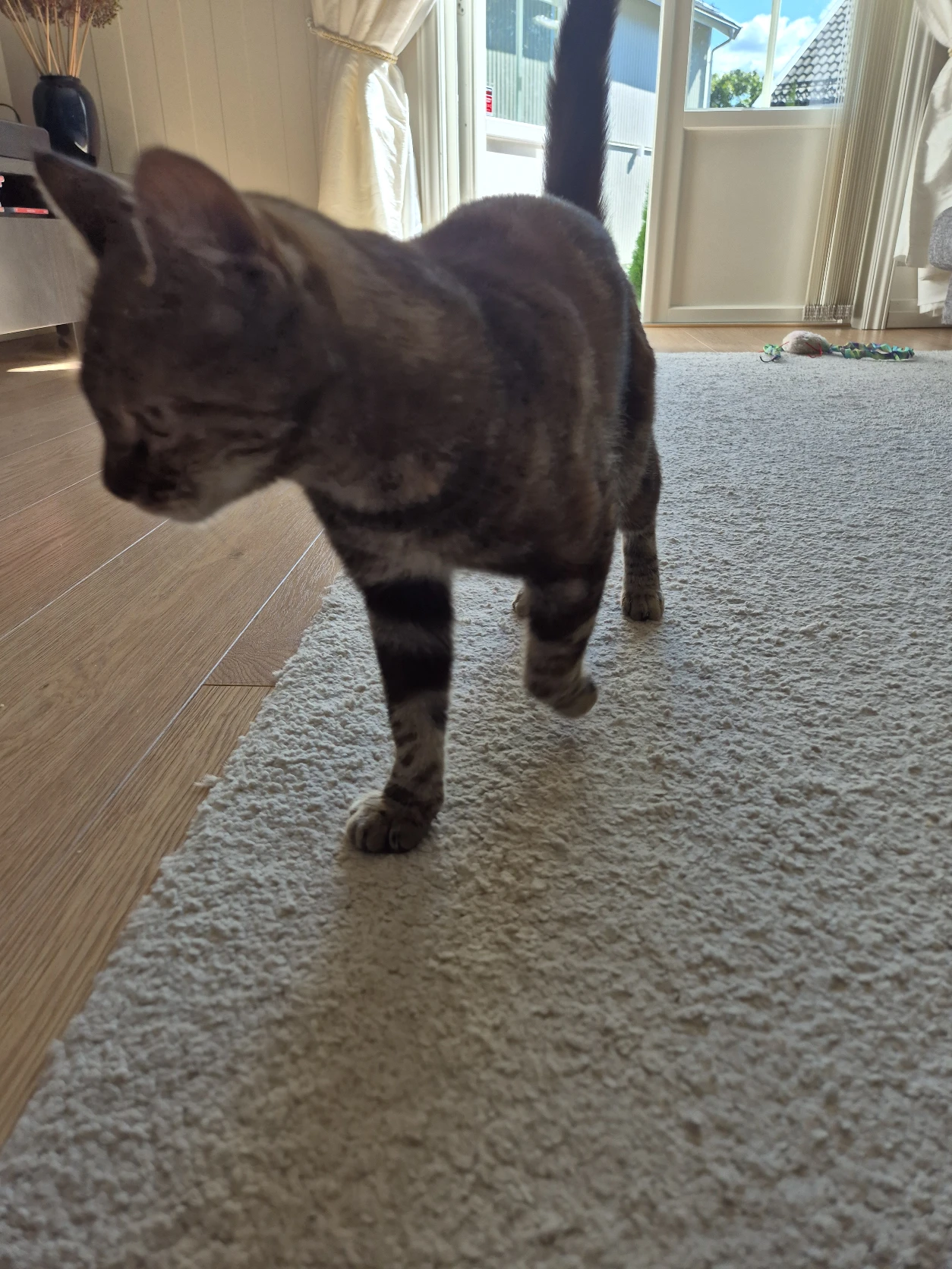 image-7