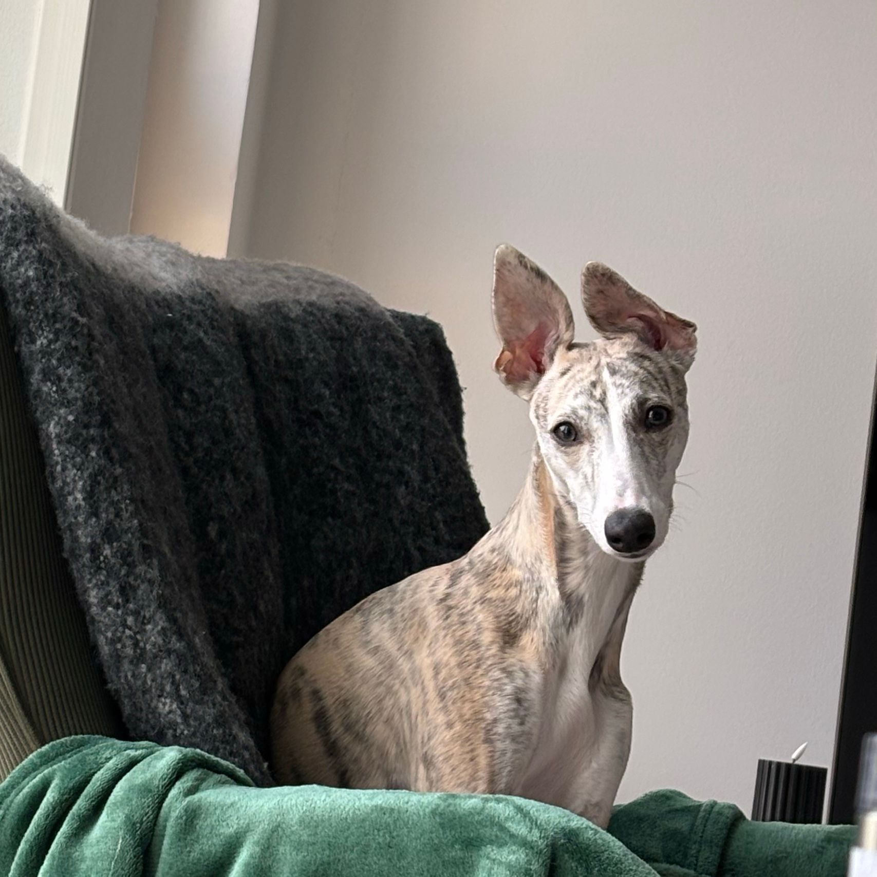 Lyra