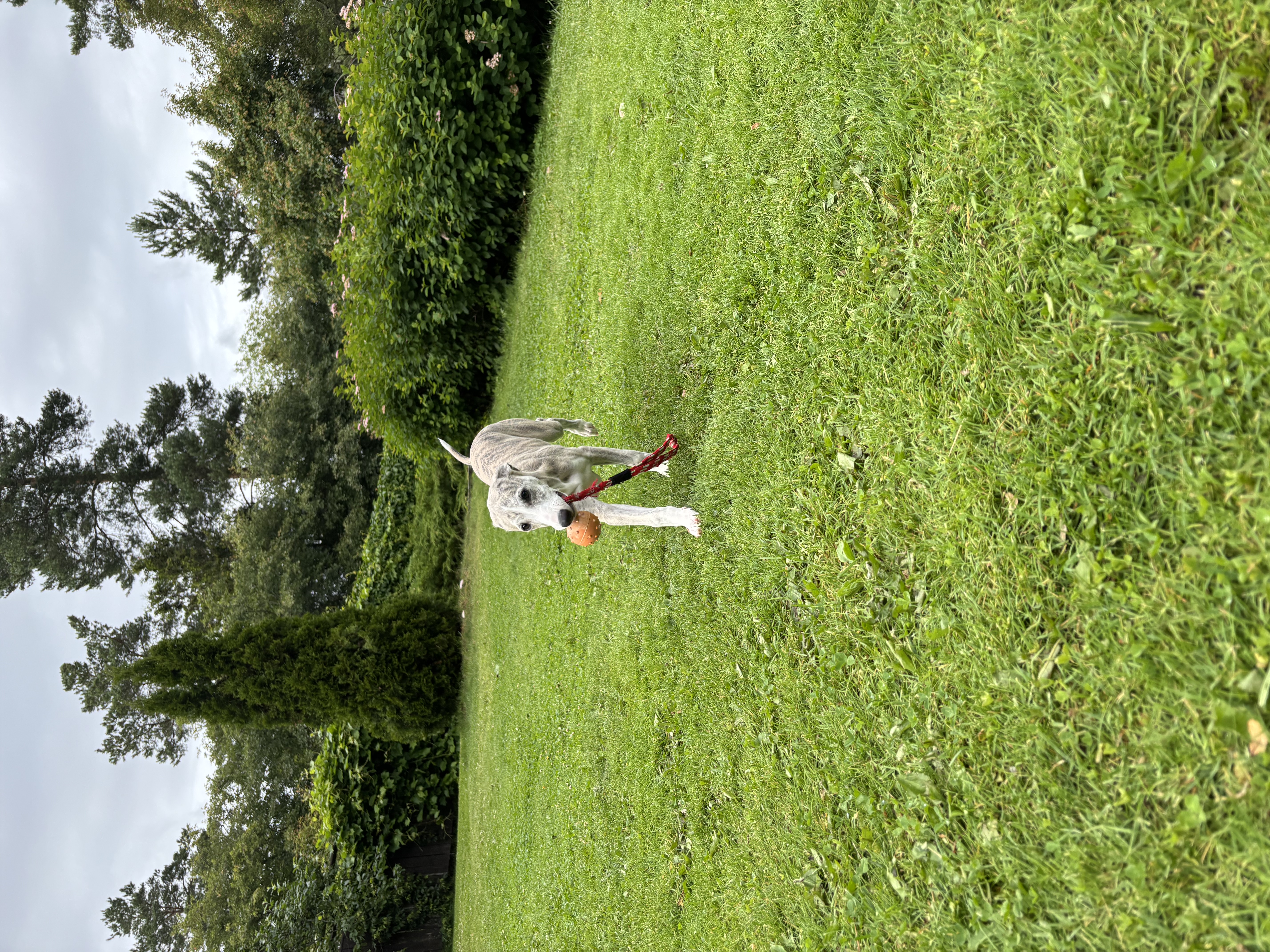 image-16