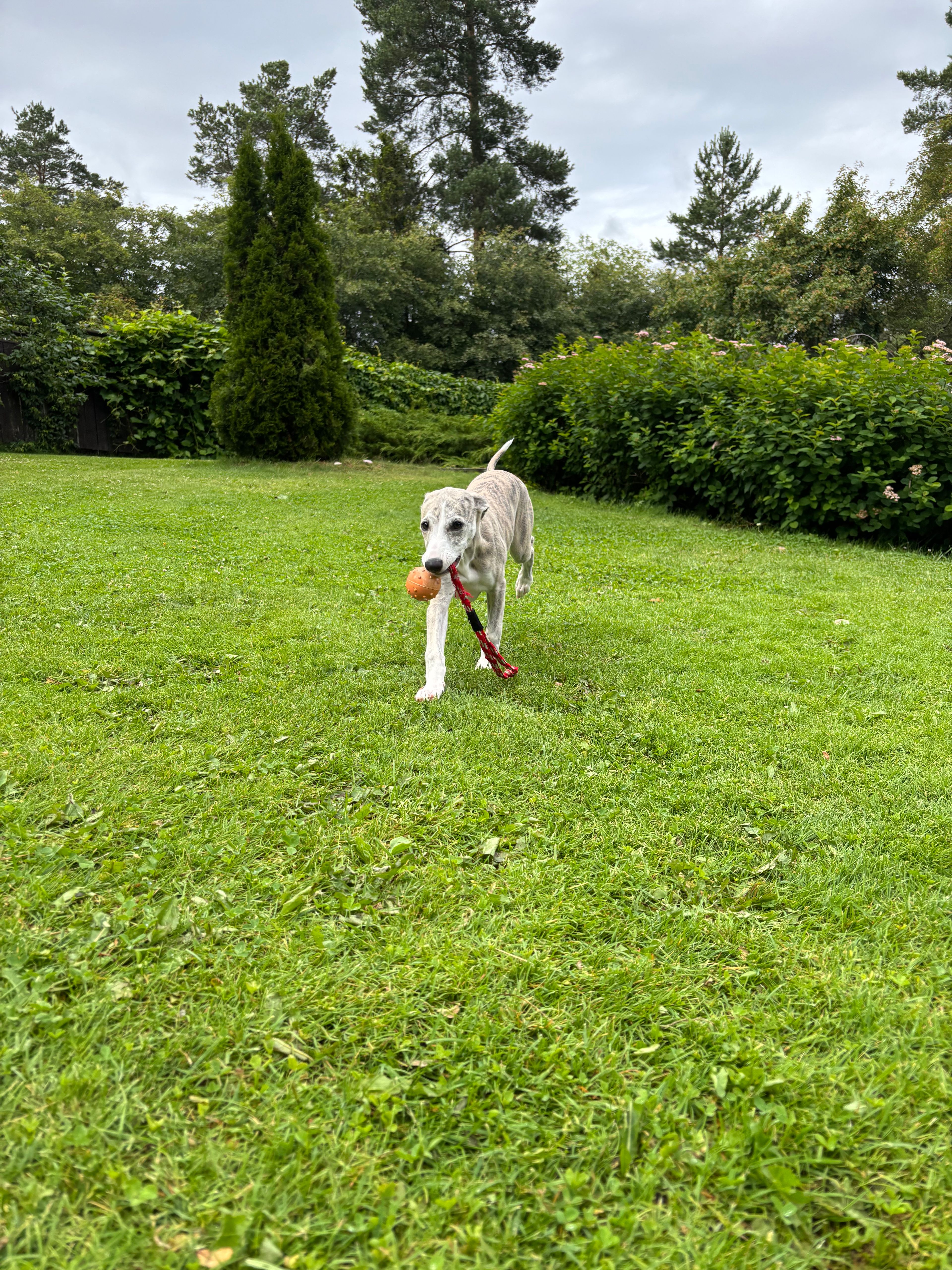 image-16