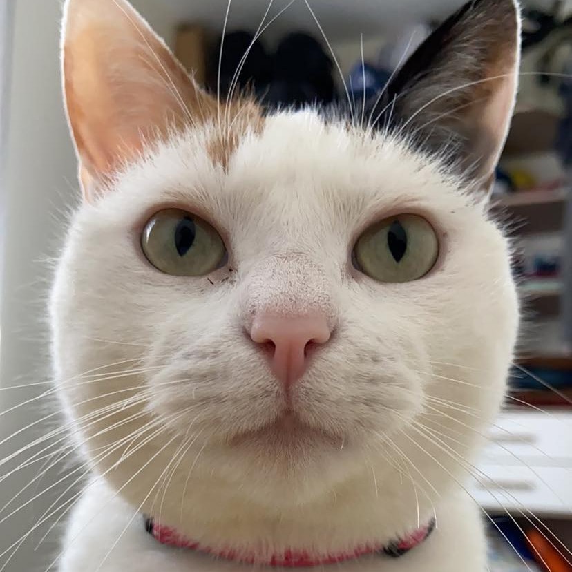 Mimy