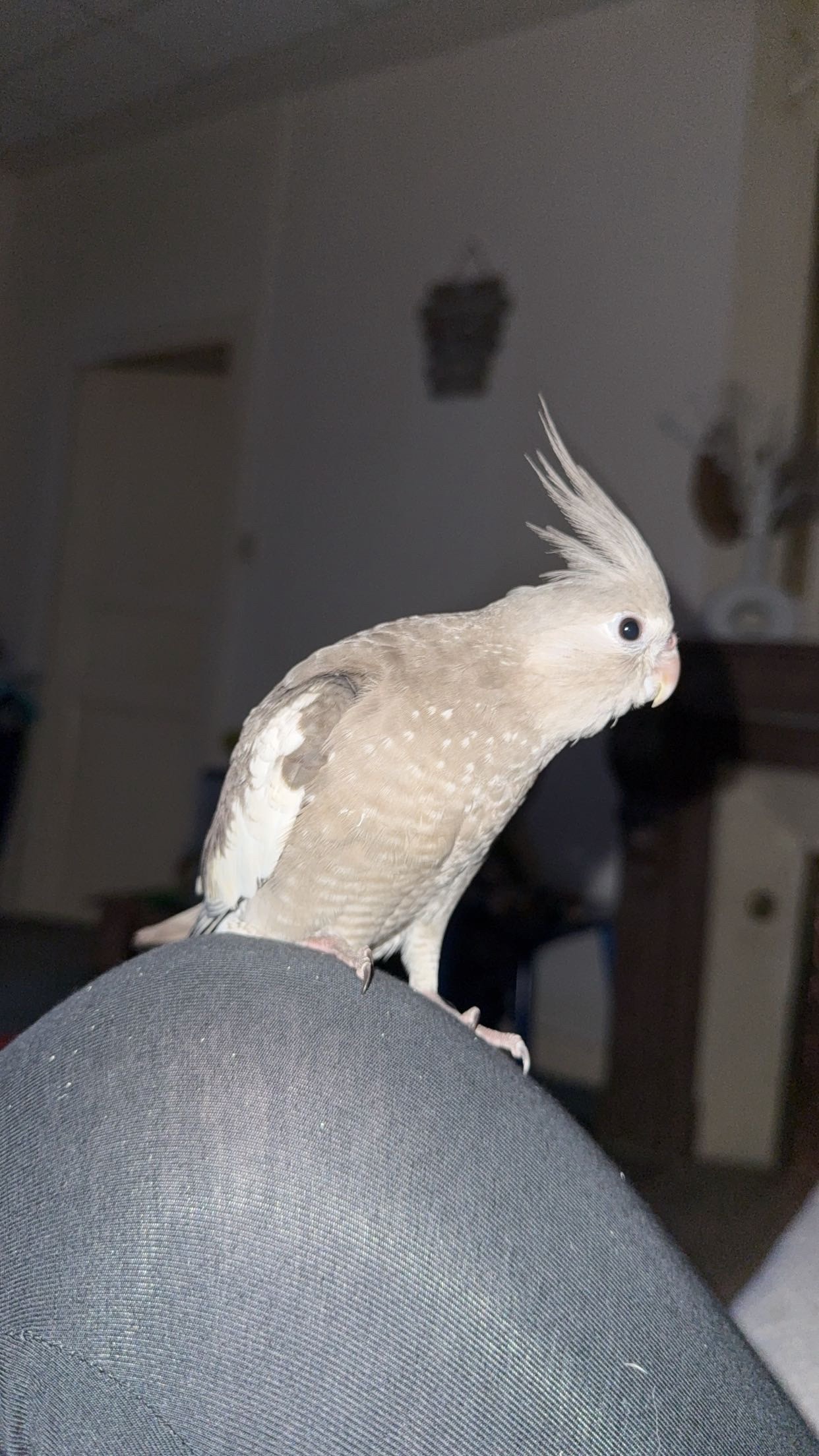 image-7