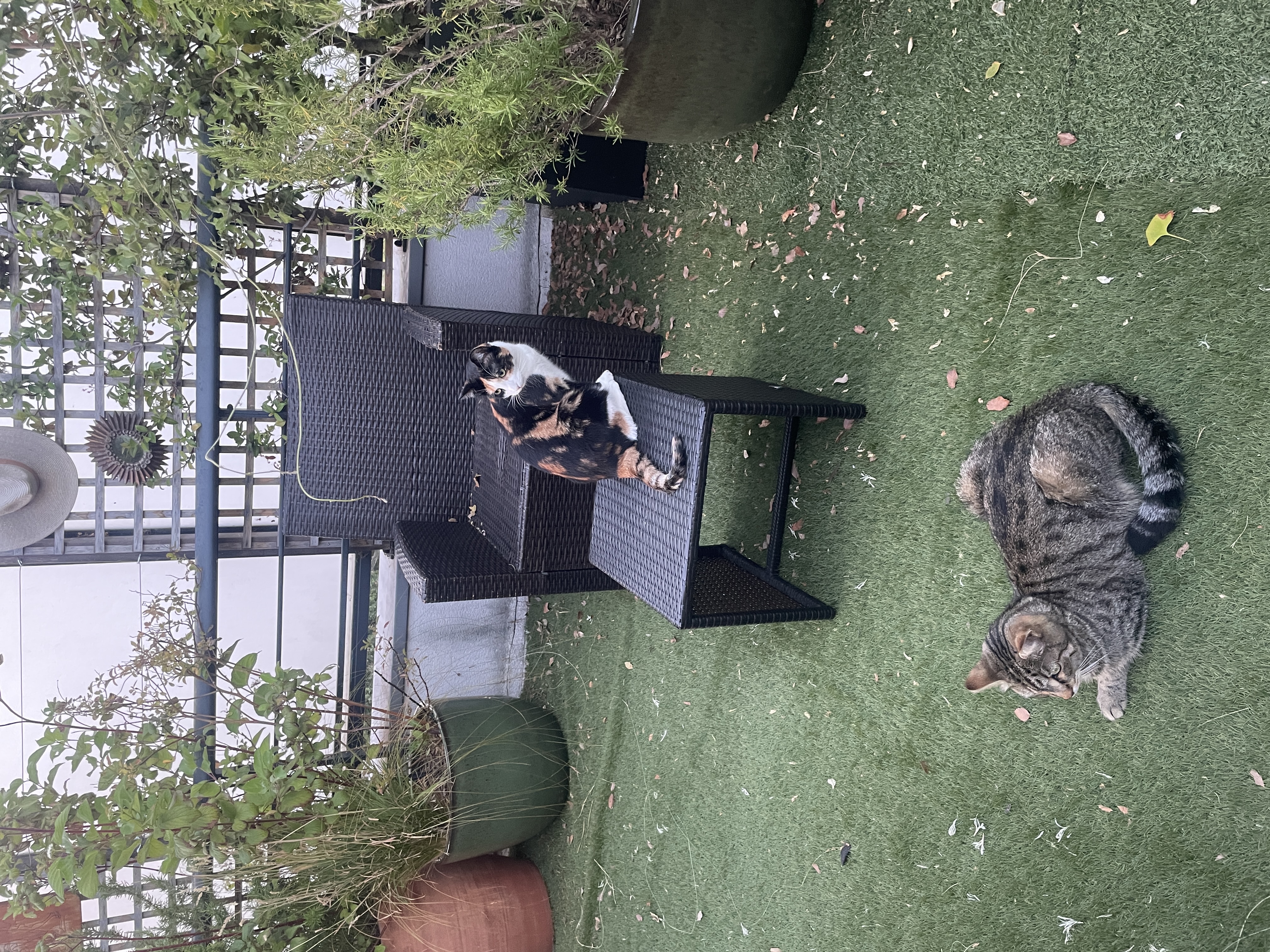 image-38