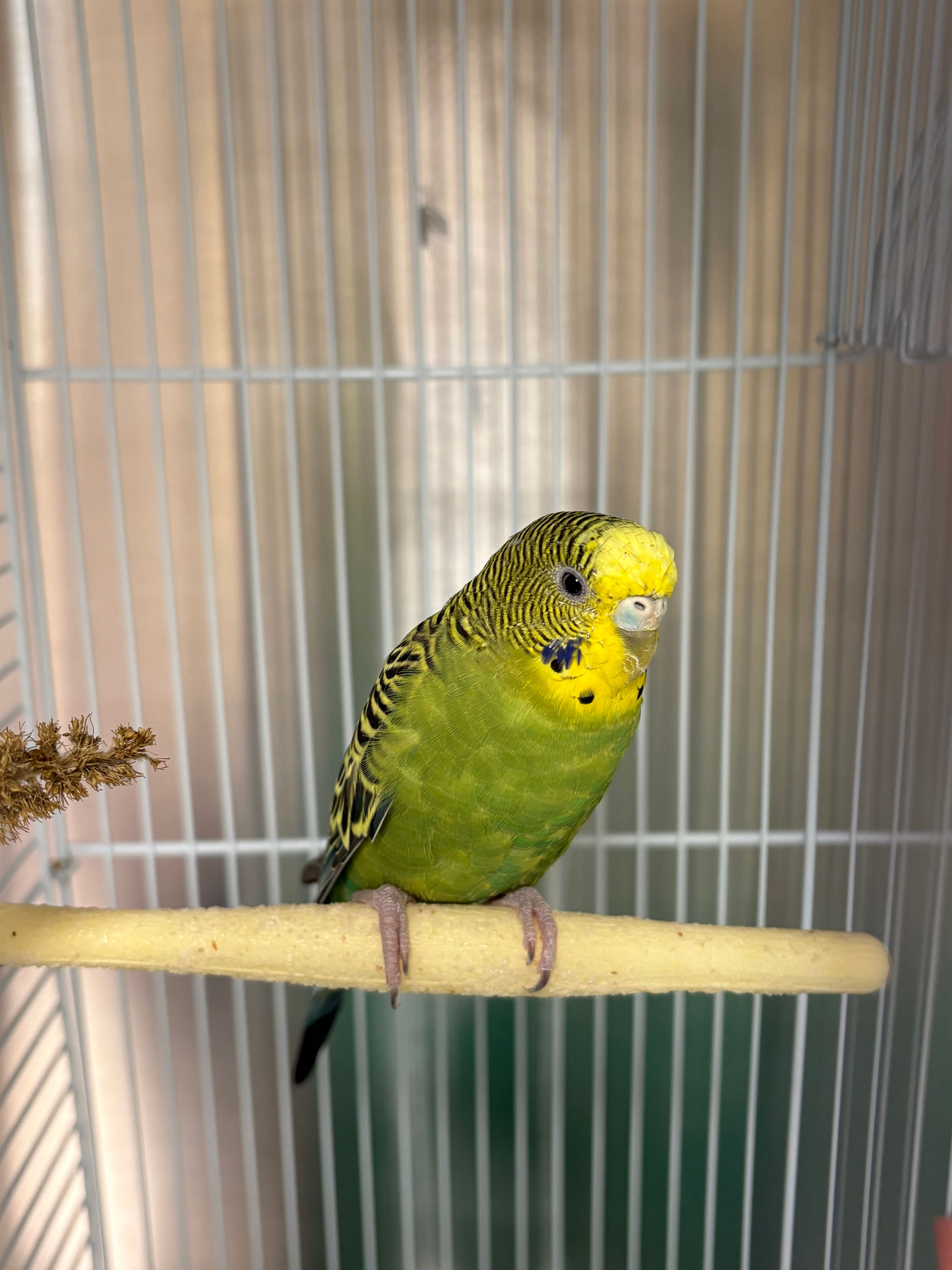 image-6