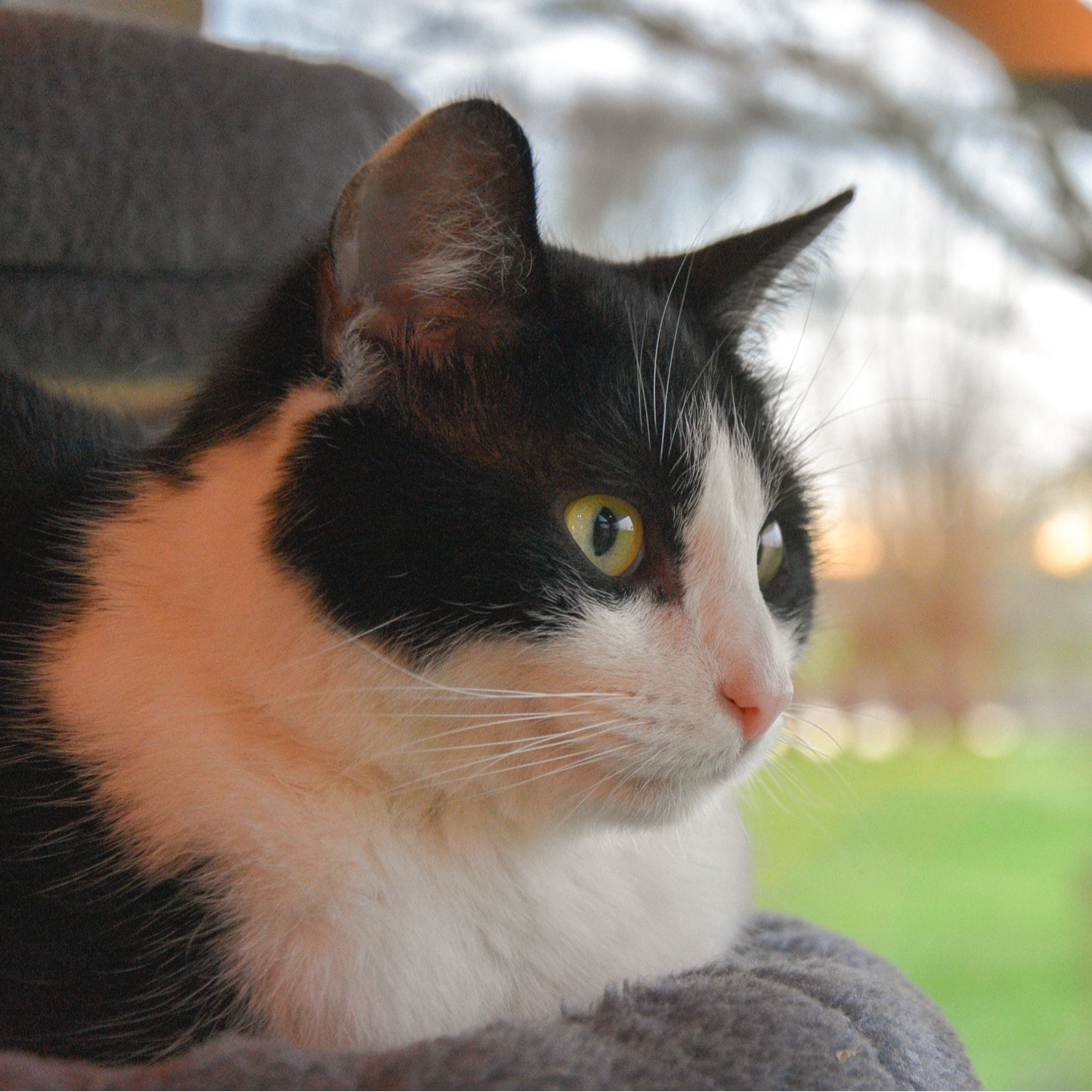 Minou