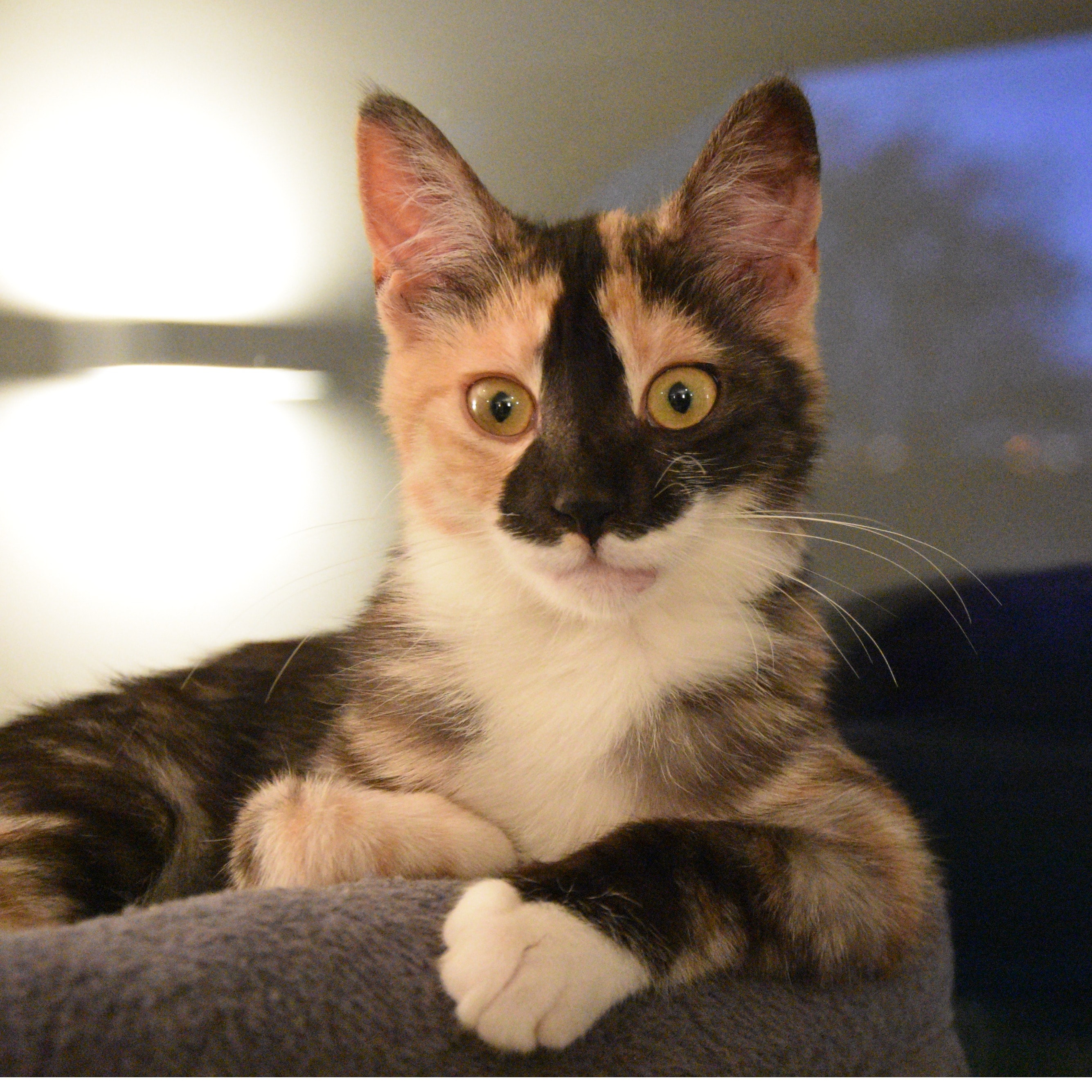Nala