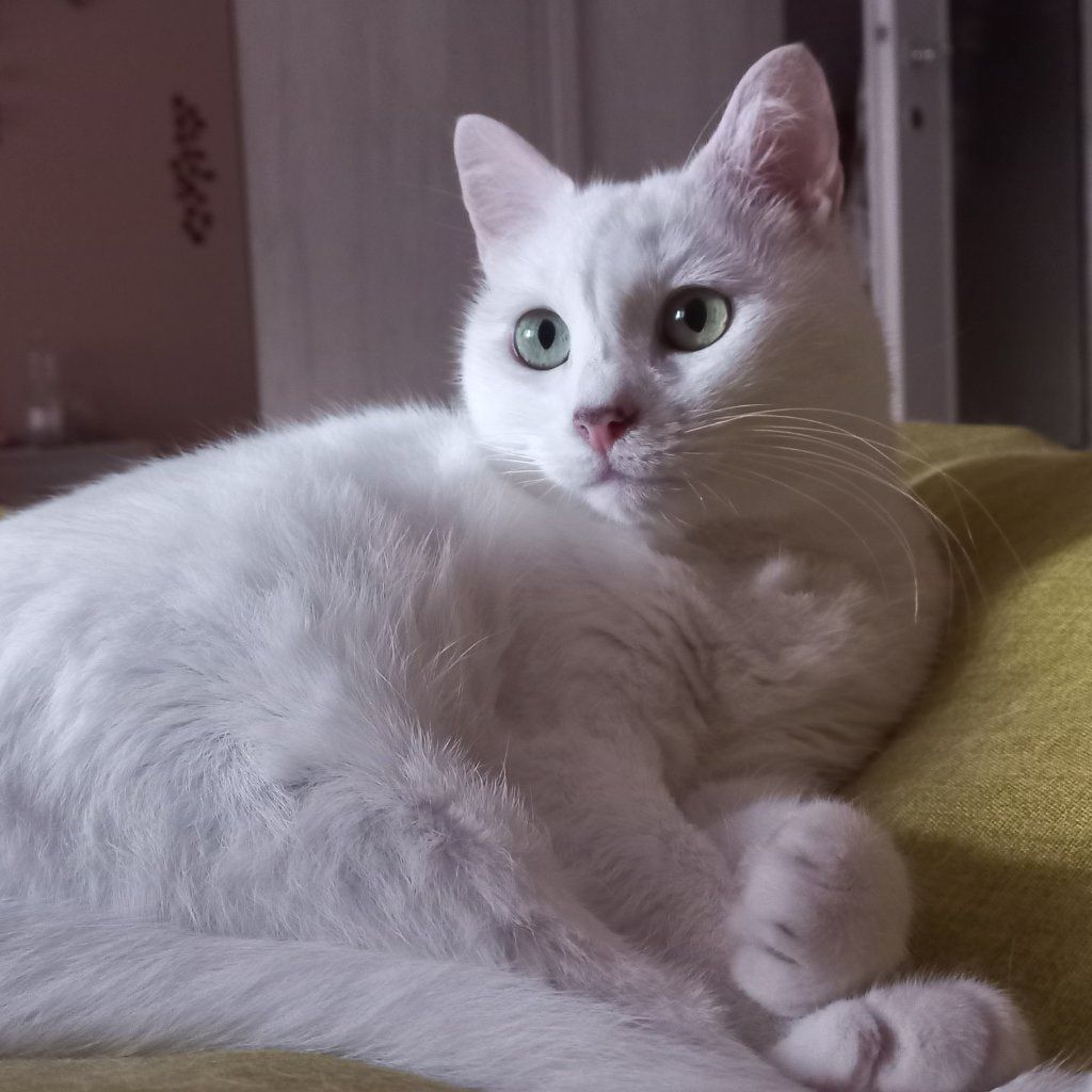 Milla