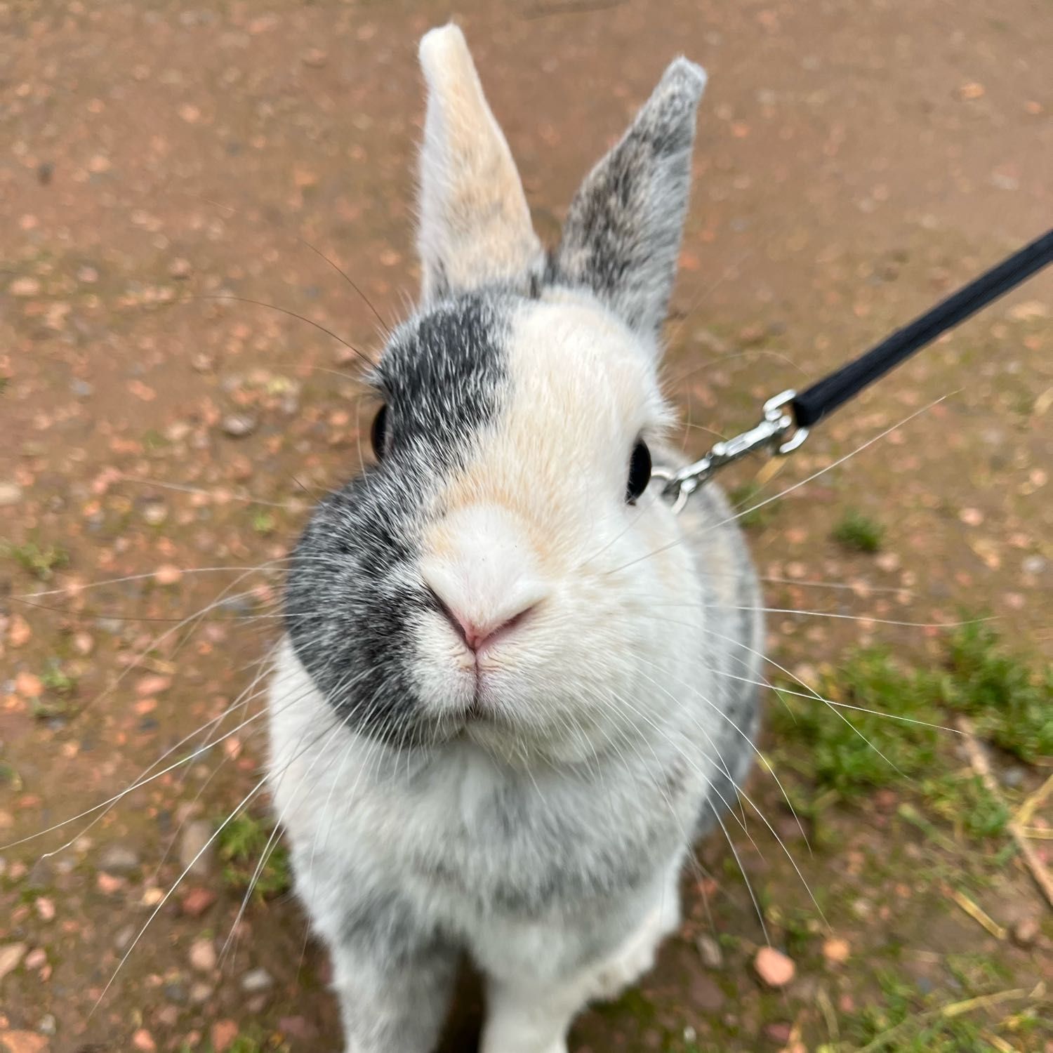 Elliot