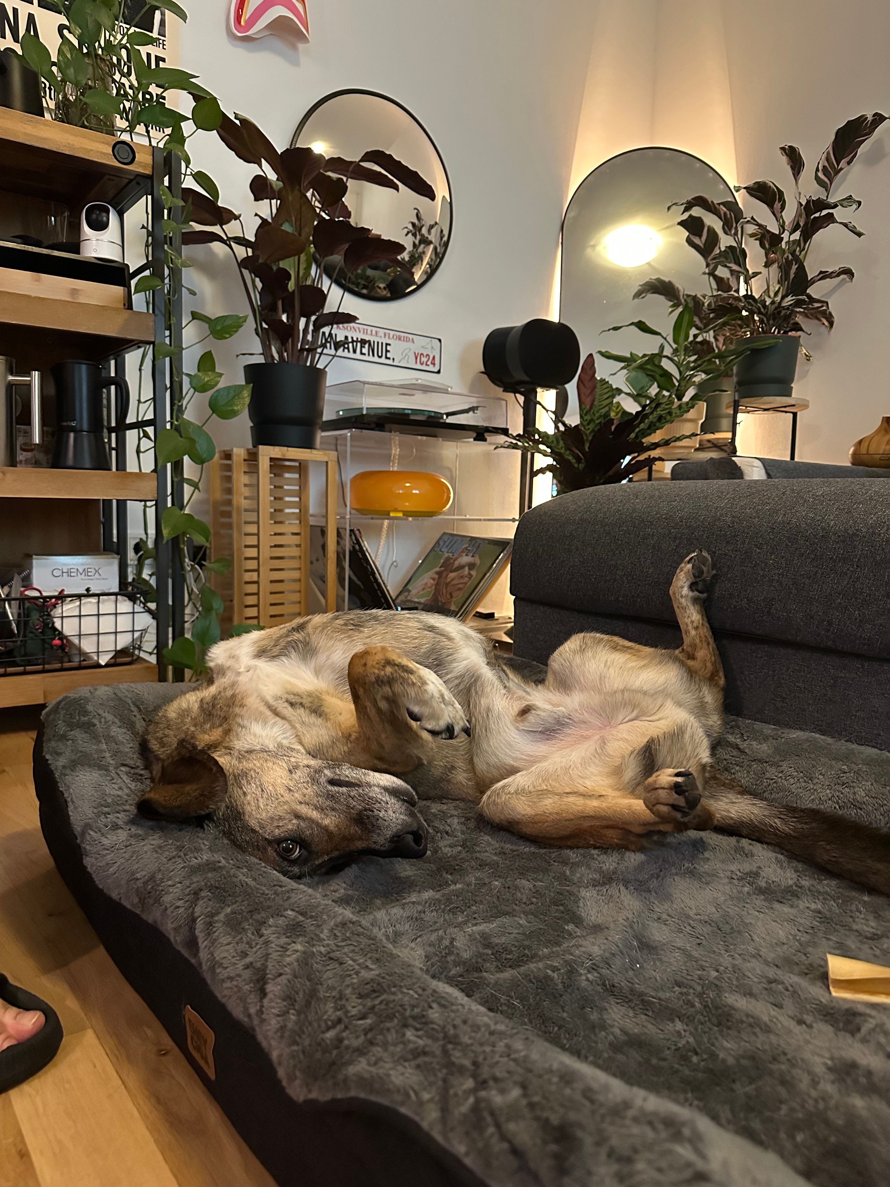 image-8