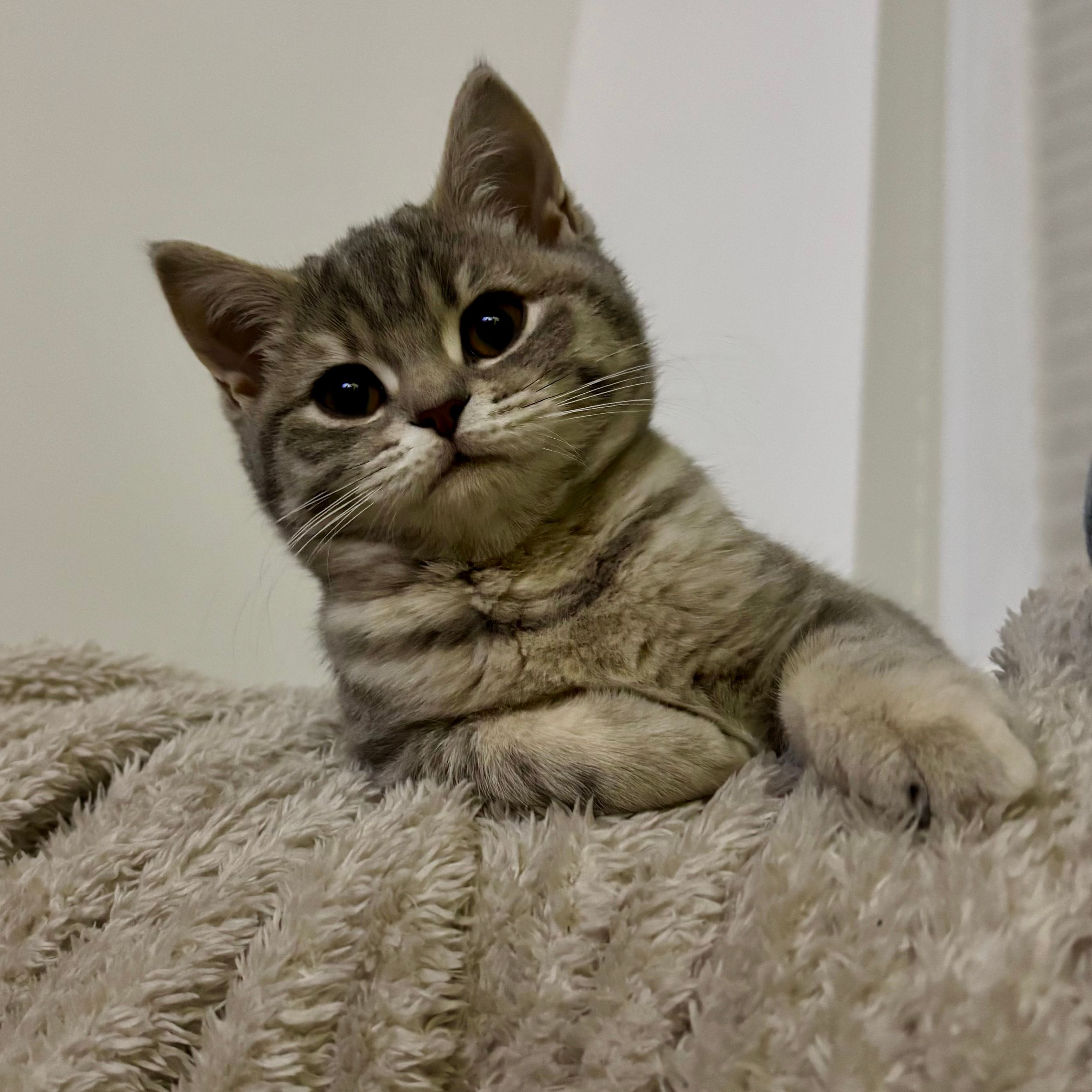 Stormi
